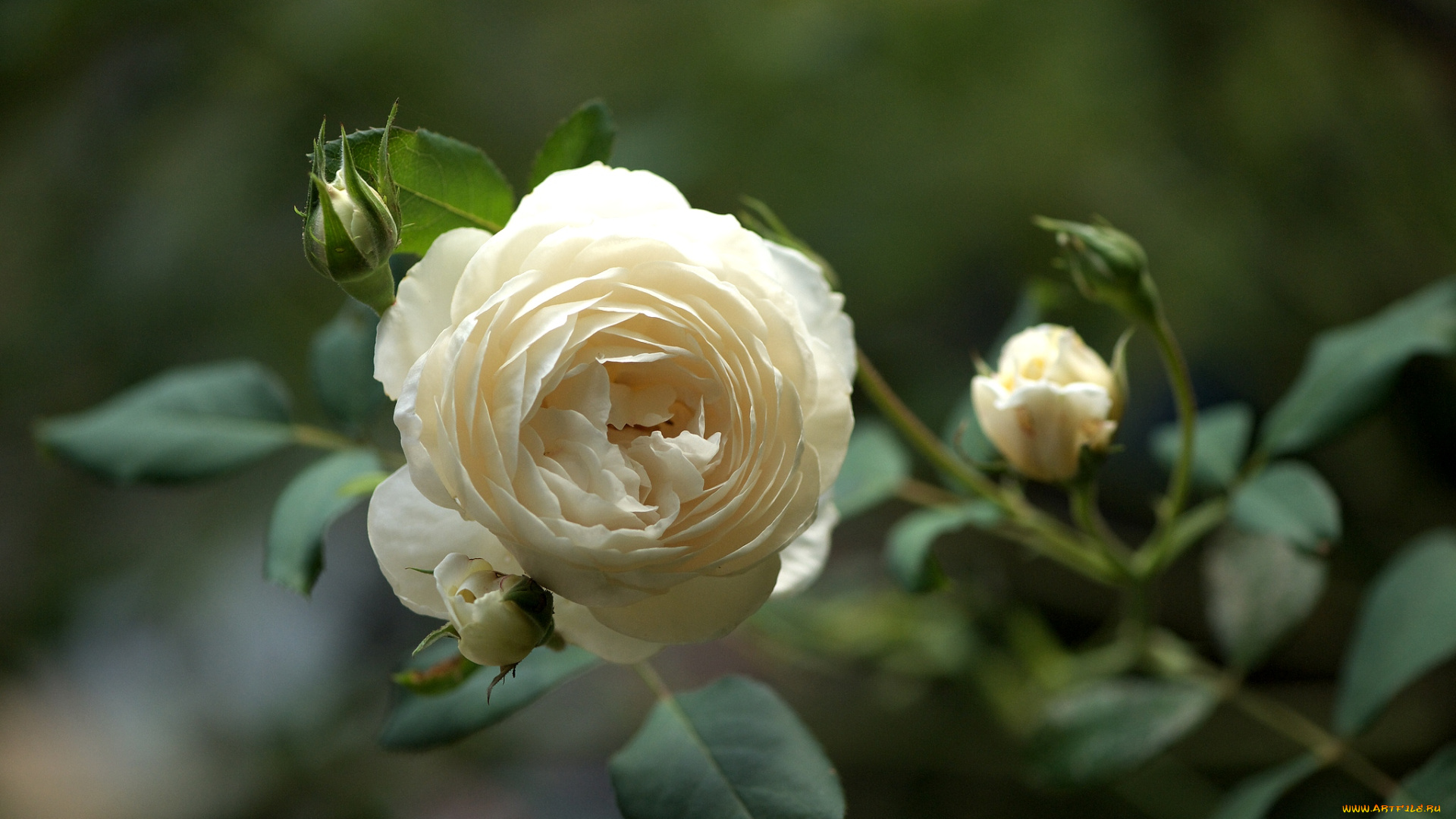 цветы, розы, ветка, кремовый