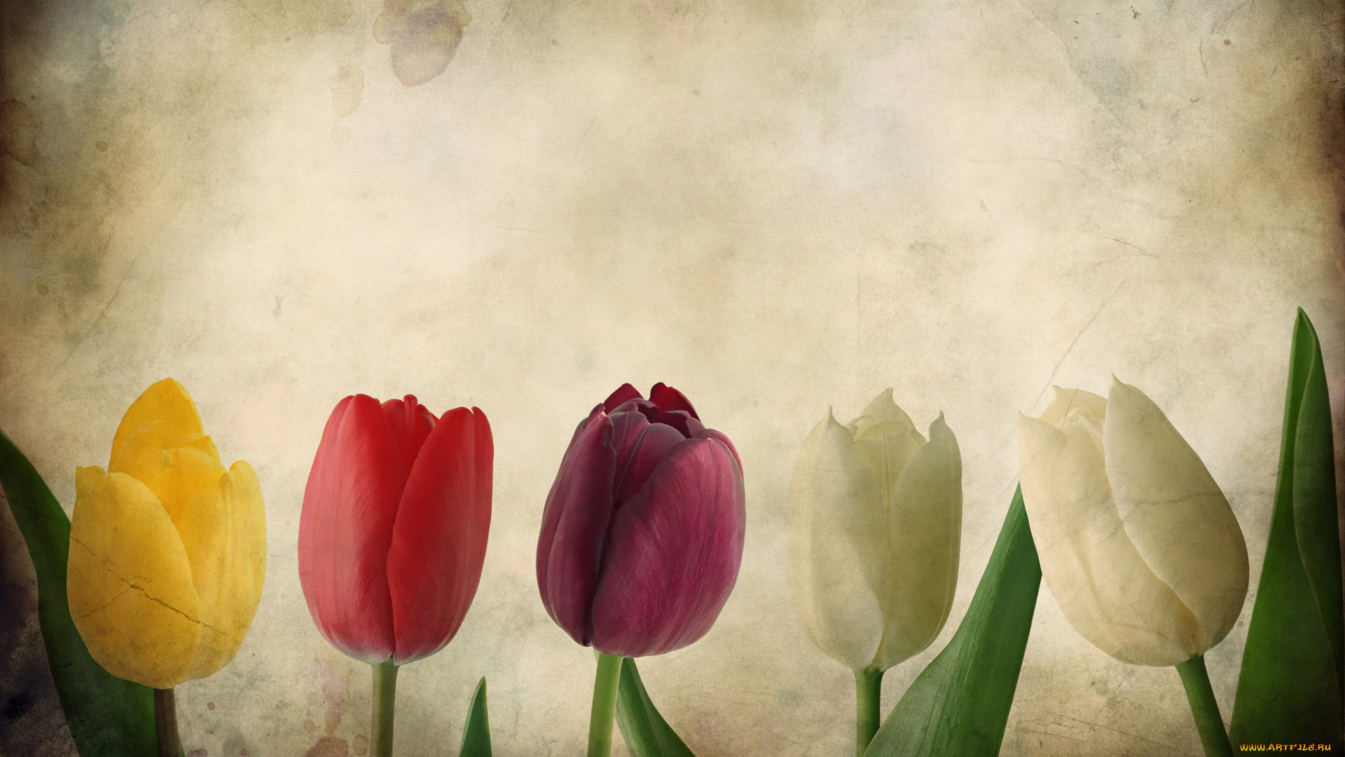 цветы, тюльпаны