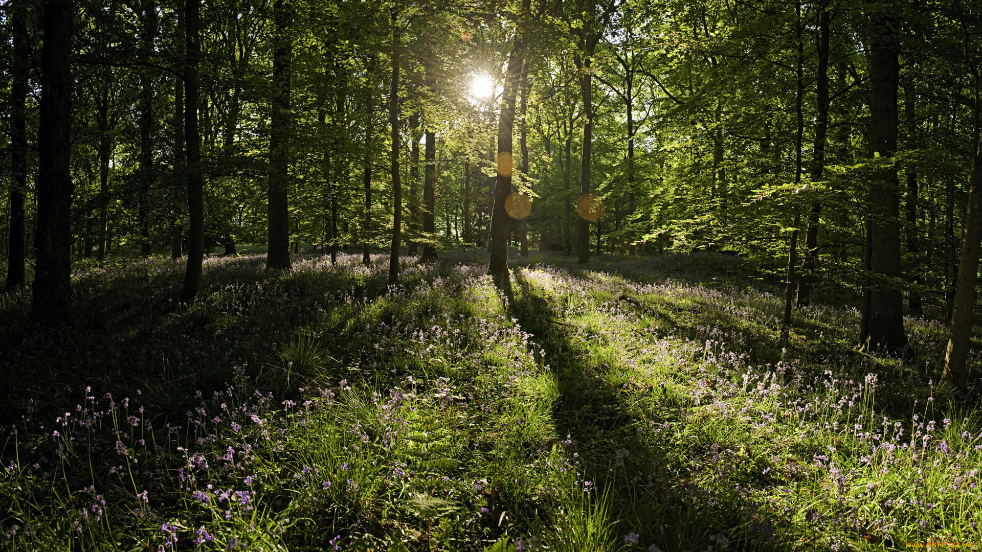 природа, лес