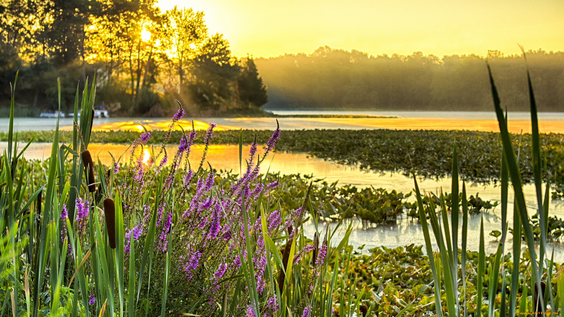 природа, восходы, закаты, цветы