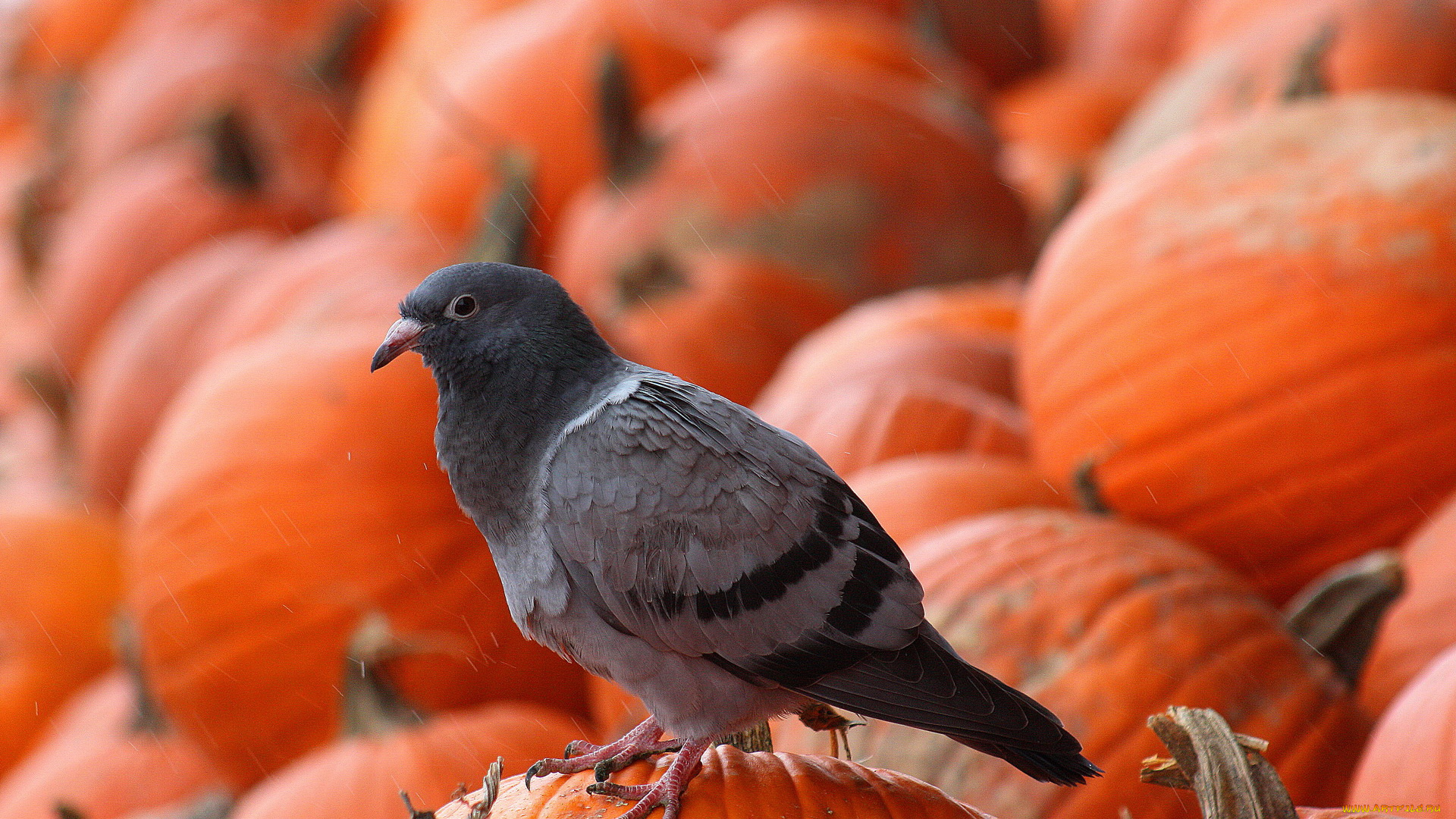 животные, голуби, голубь