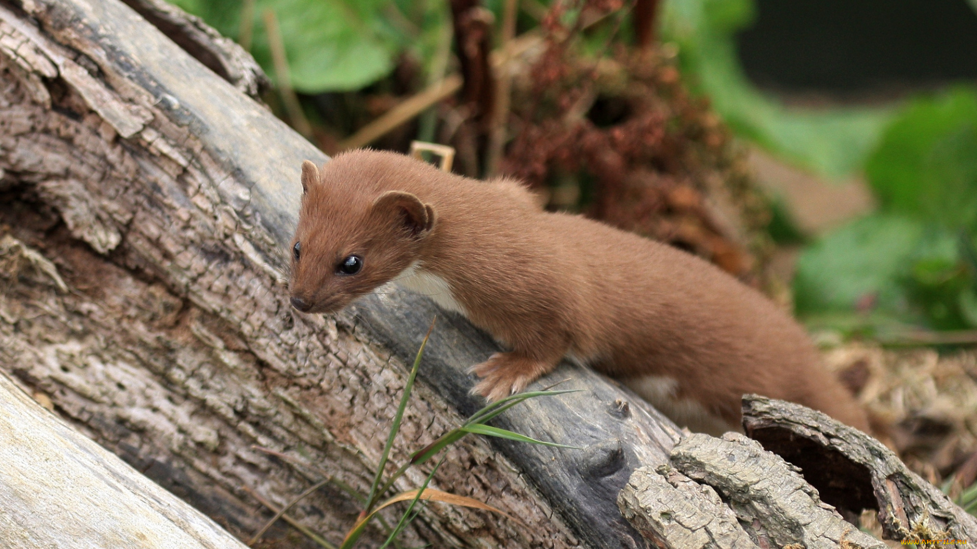 животные, хорьки, ласки, соболи, горностаи, куницы, ласка