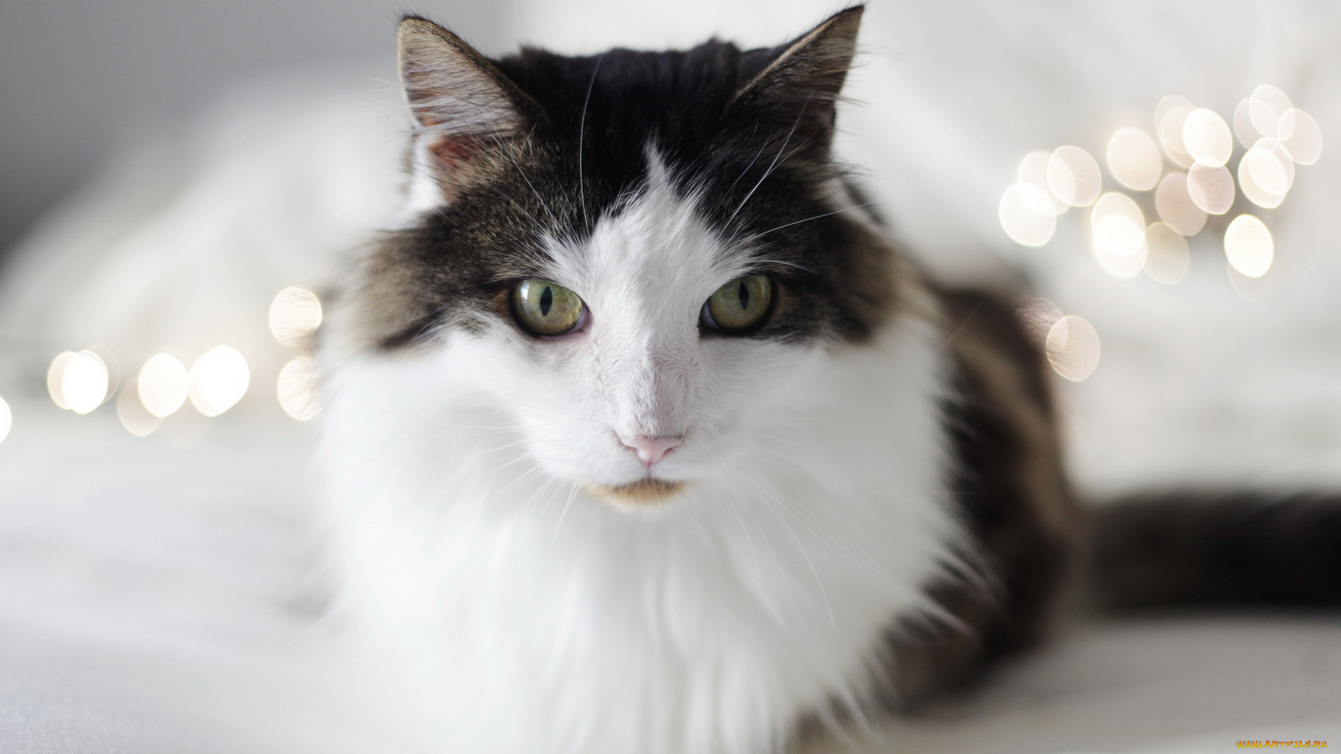 животные, коты, кошка, взгляд, фон