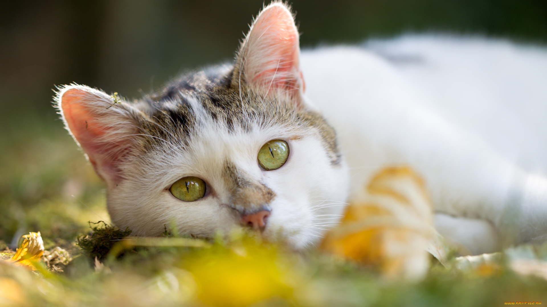 животные, коты, осень, отдых, взгляд