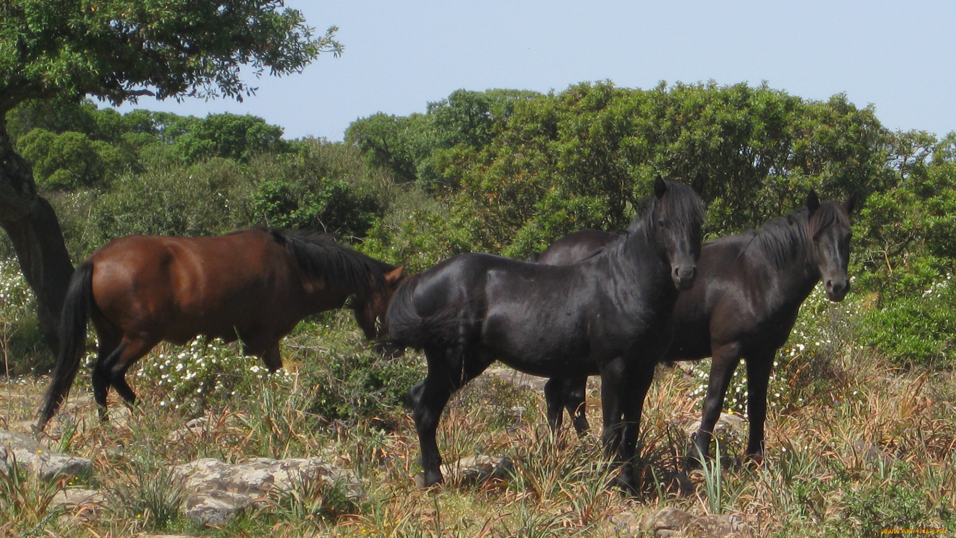 животные, лошади