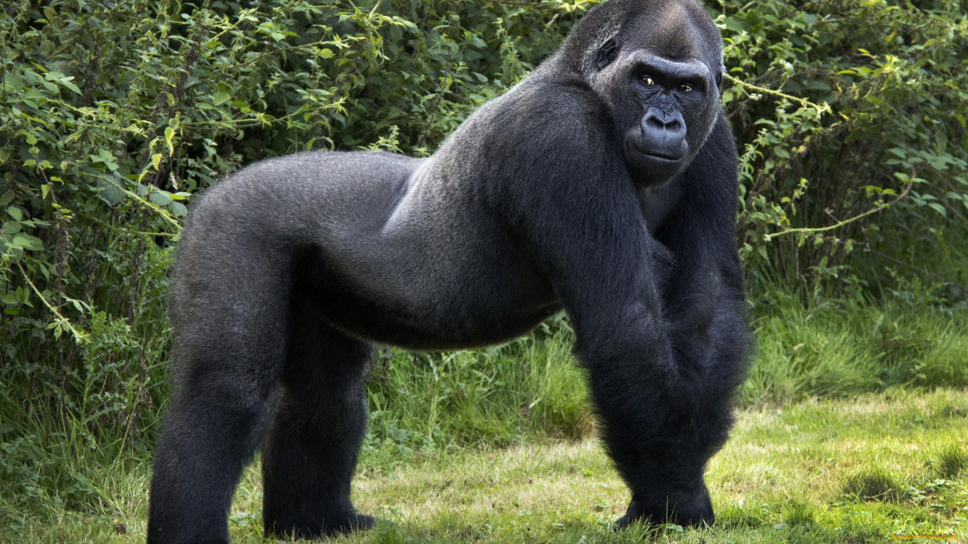 животные, обезьяны, горилла, поза