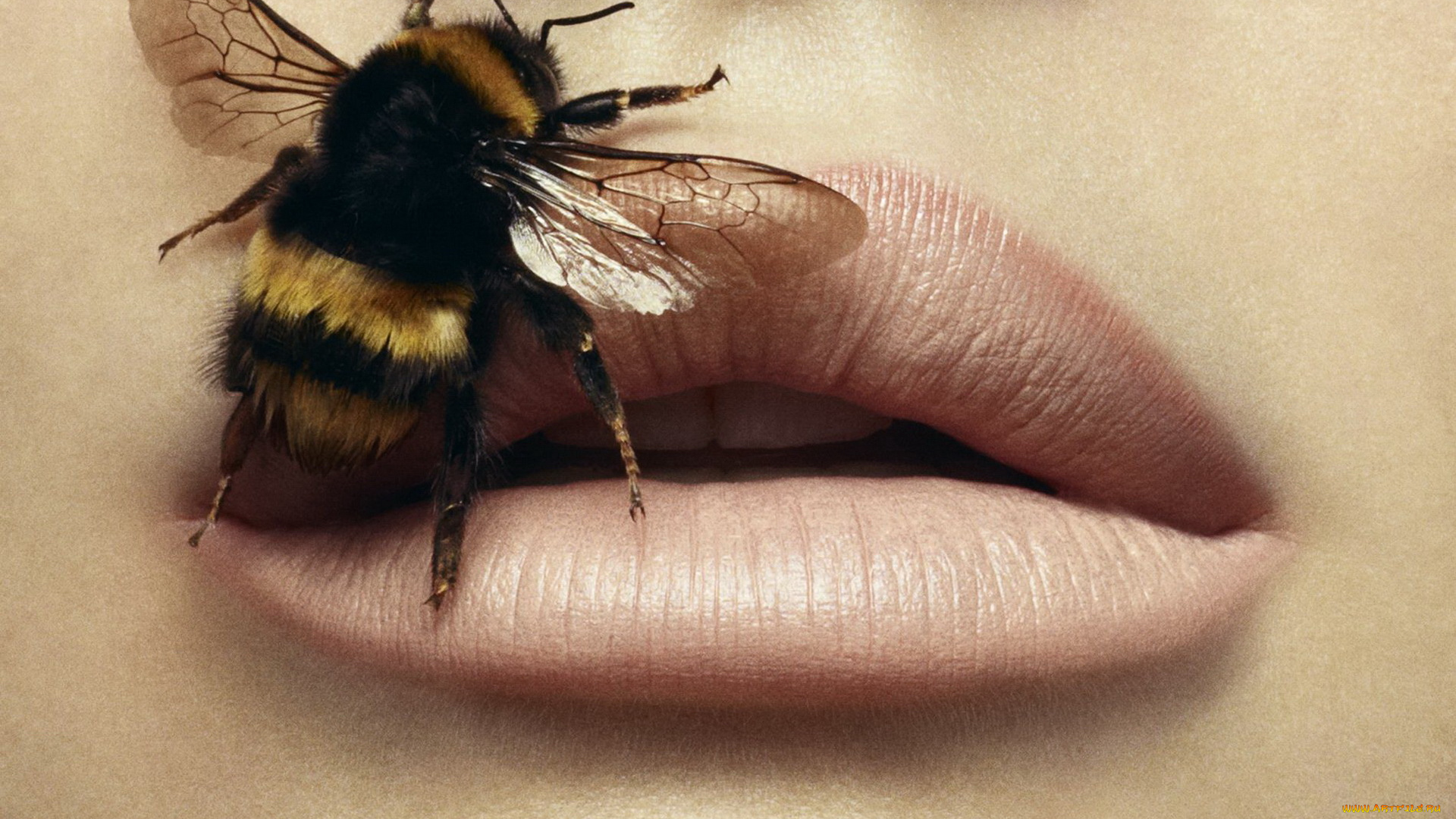 животные, пчелы, осы, шмели, шмель