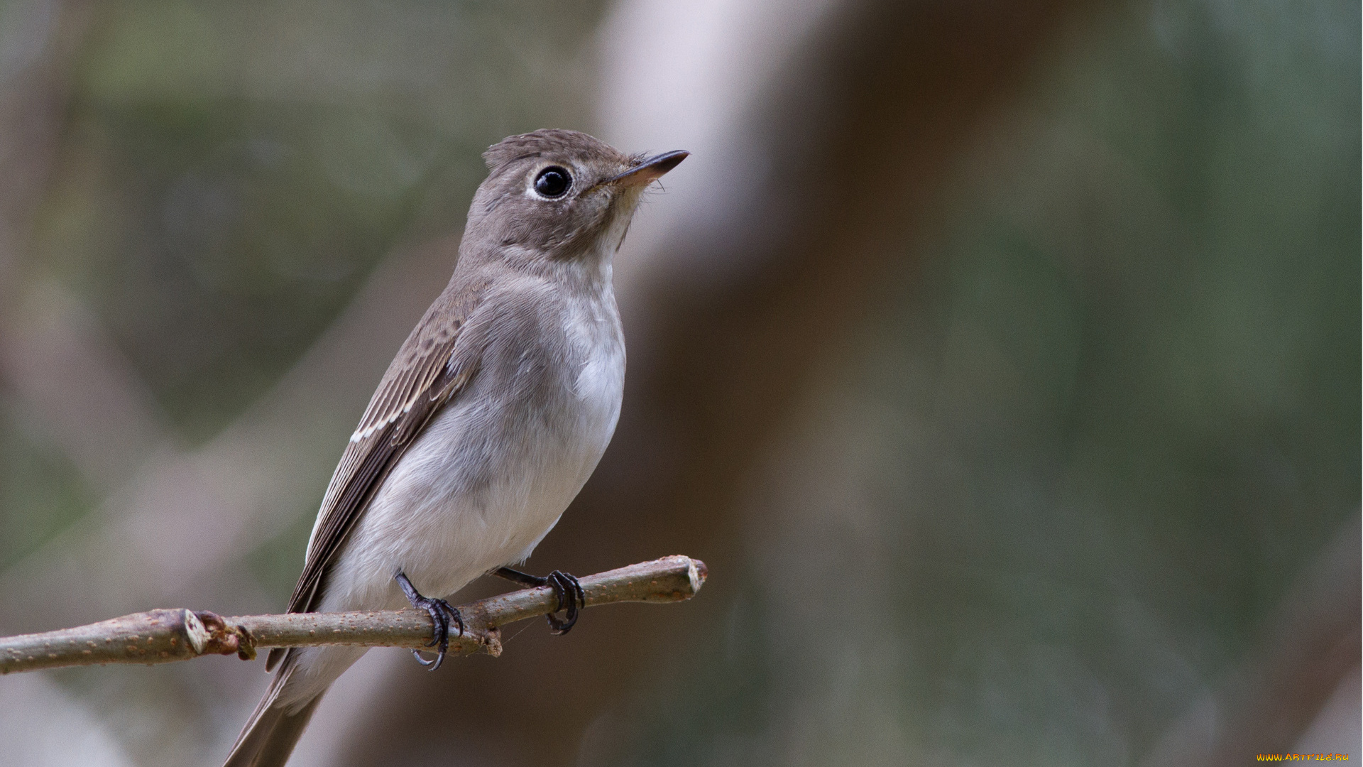 животные, птицы, фон, ветка, макро