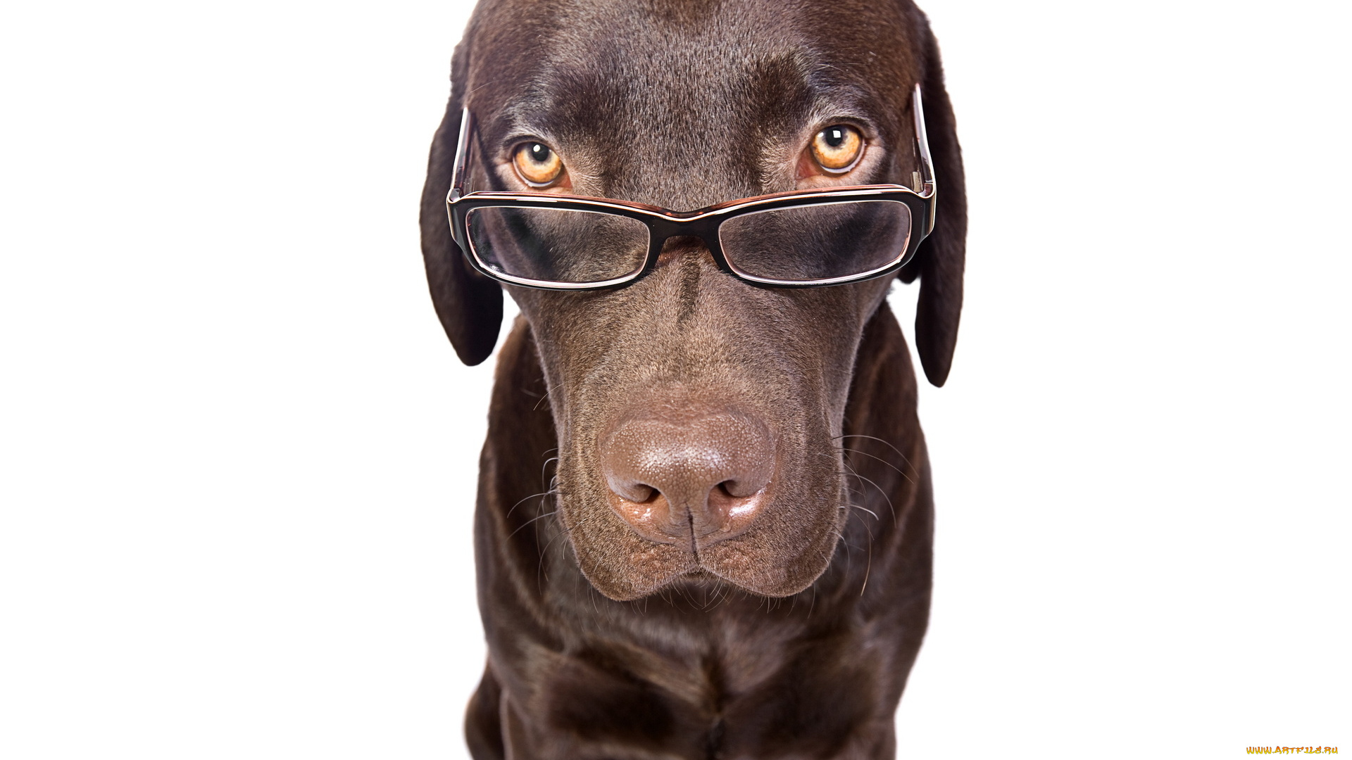 животные, собаки, пес, морда, очки, портрет