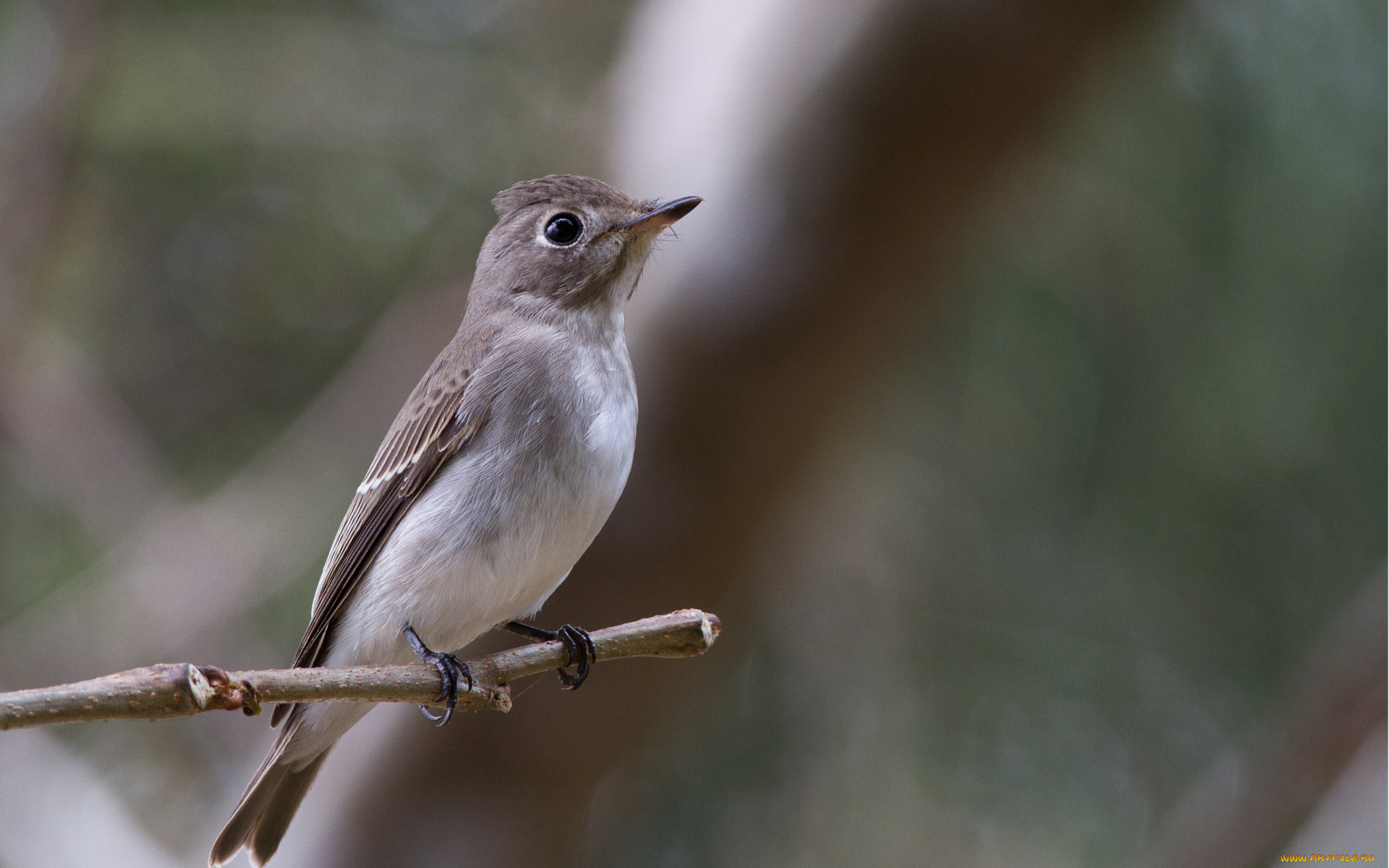животные, птицы, фон, ветка, макро