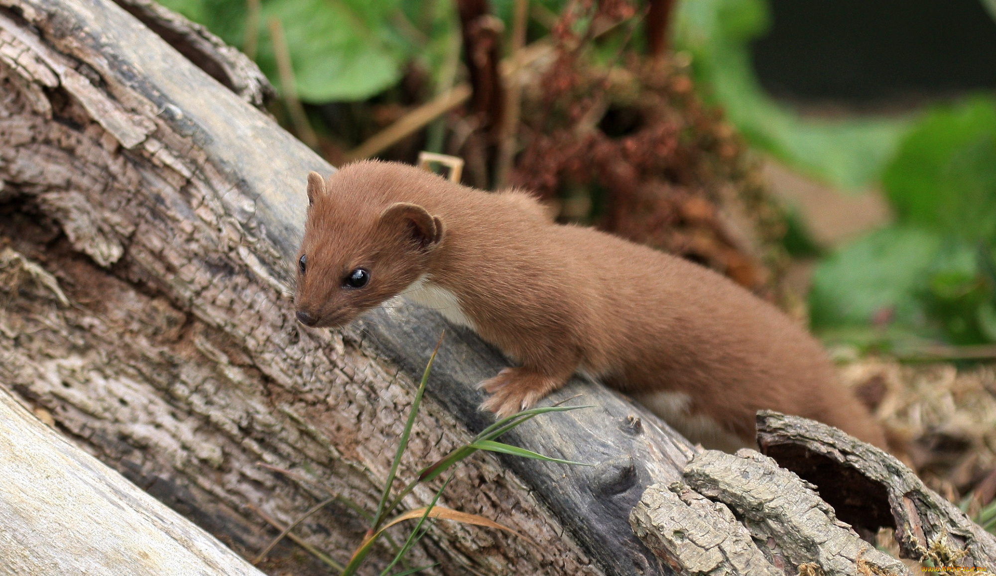 животные, хорьки, ласки, соболи, горностаи, куницы, ласка