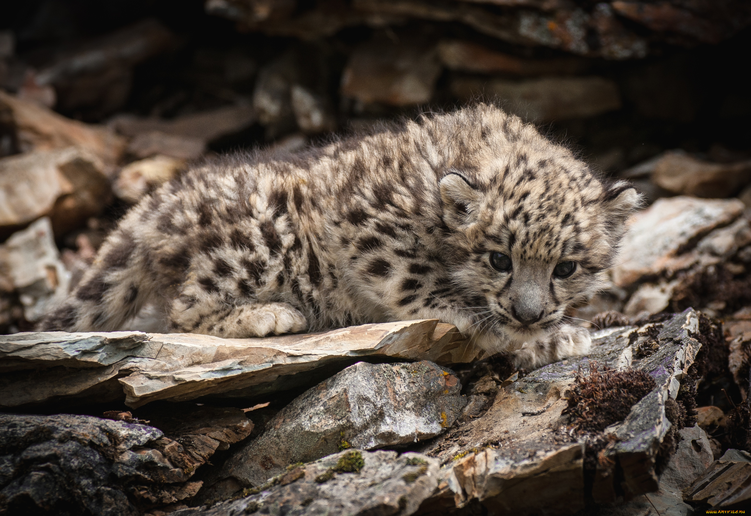 животные, снежный, барс, ирбис, малыш, пятнистый