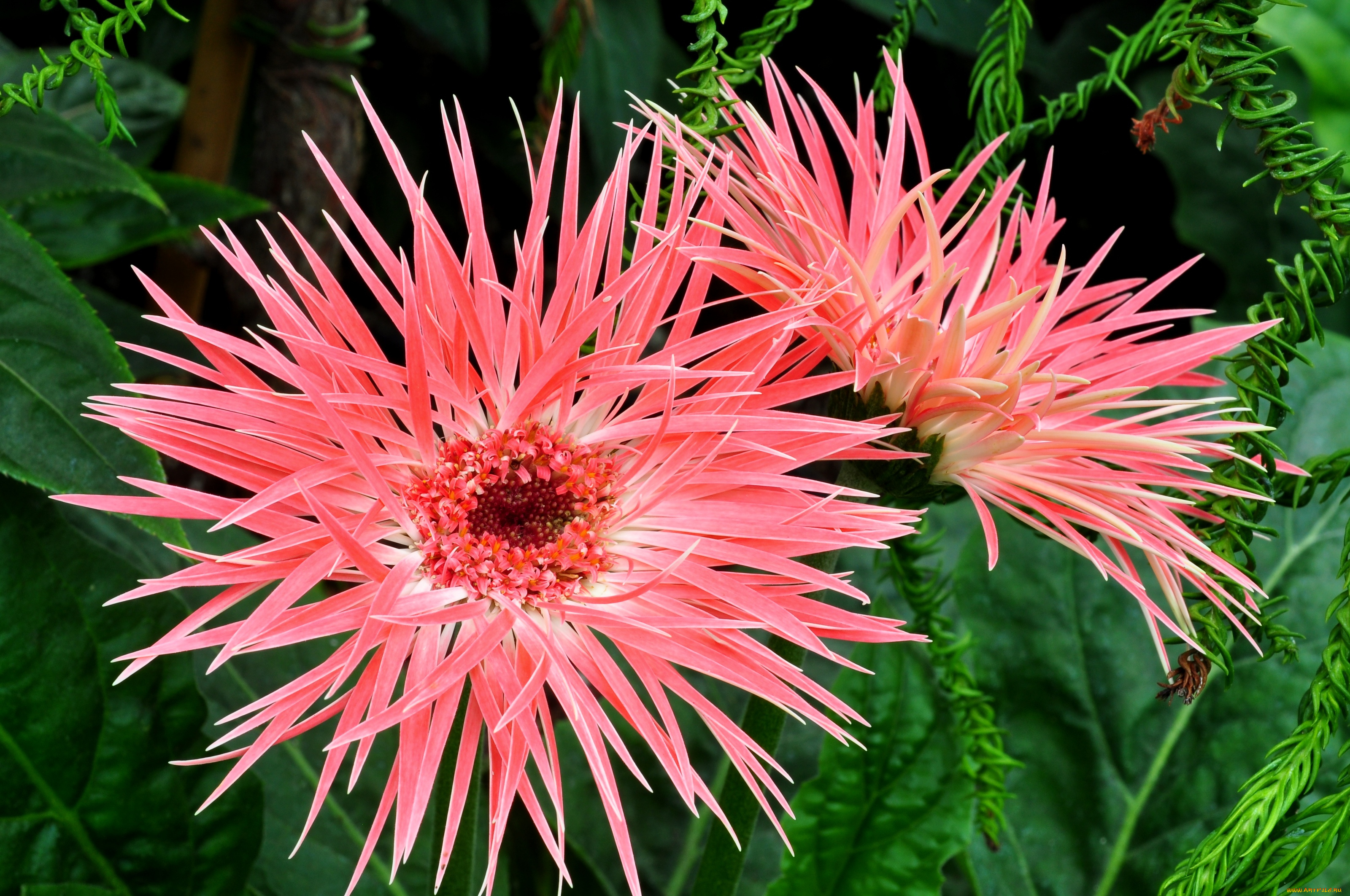 цветы, герберы, розовый, лохматый