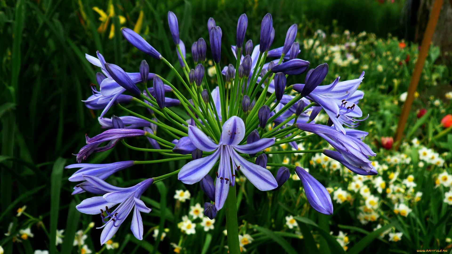 цветы, агапантус, африканская, лилия, лепестки