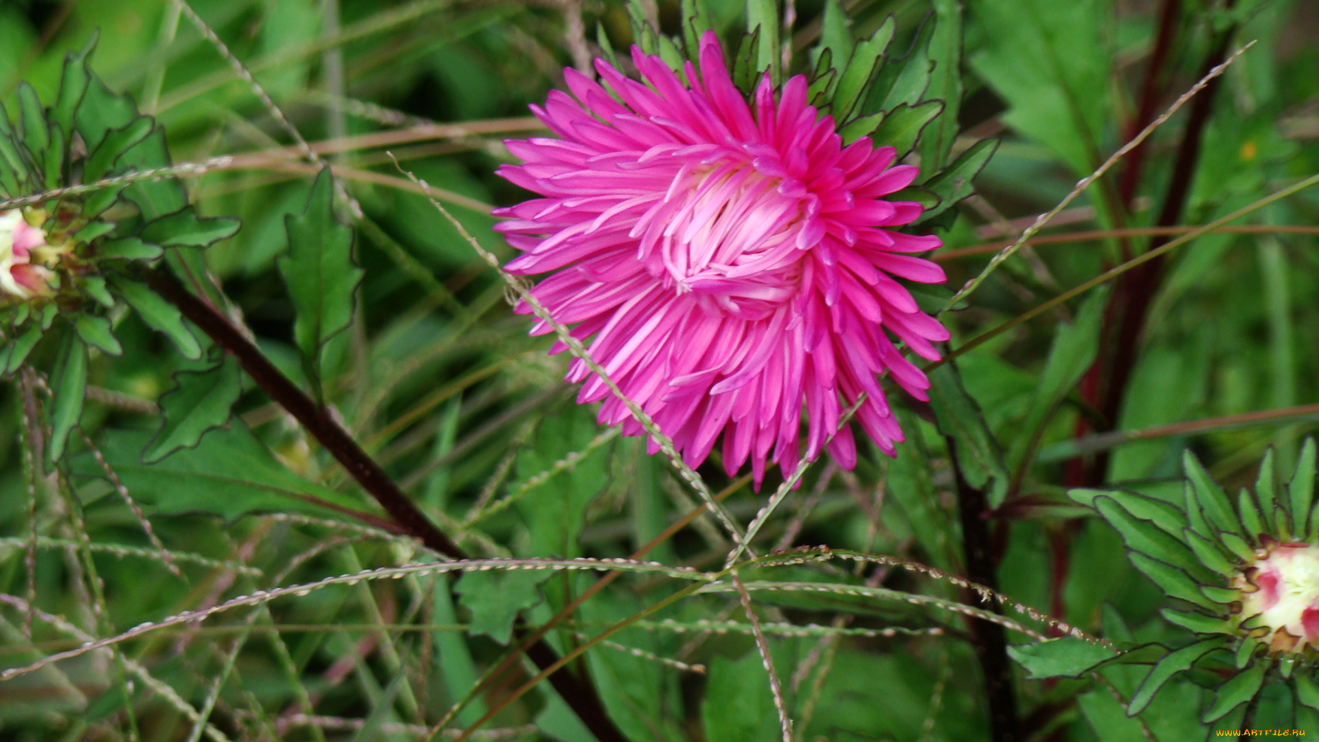 цветы, астры