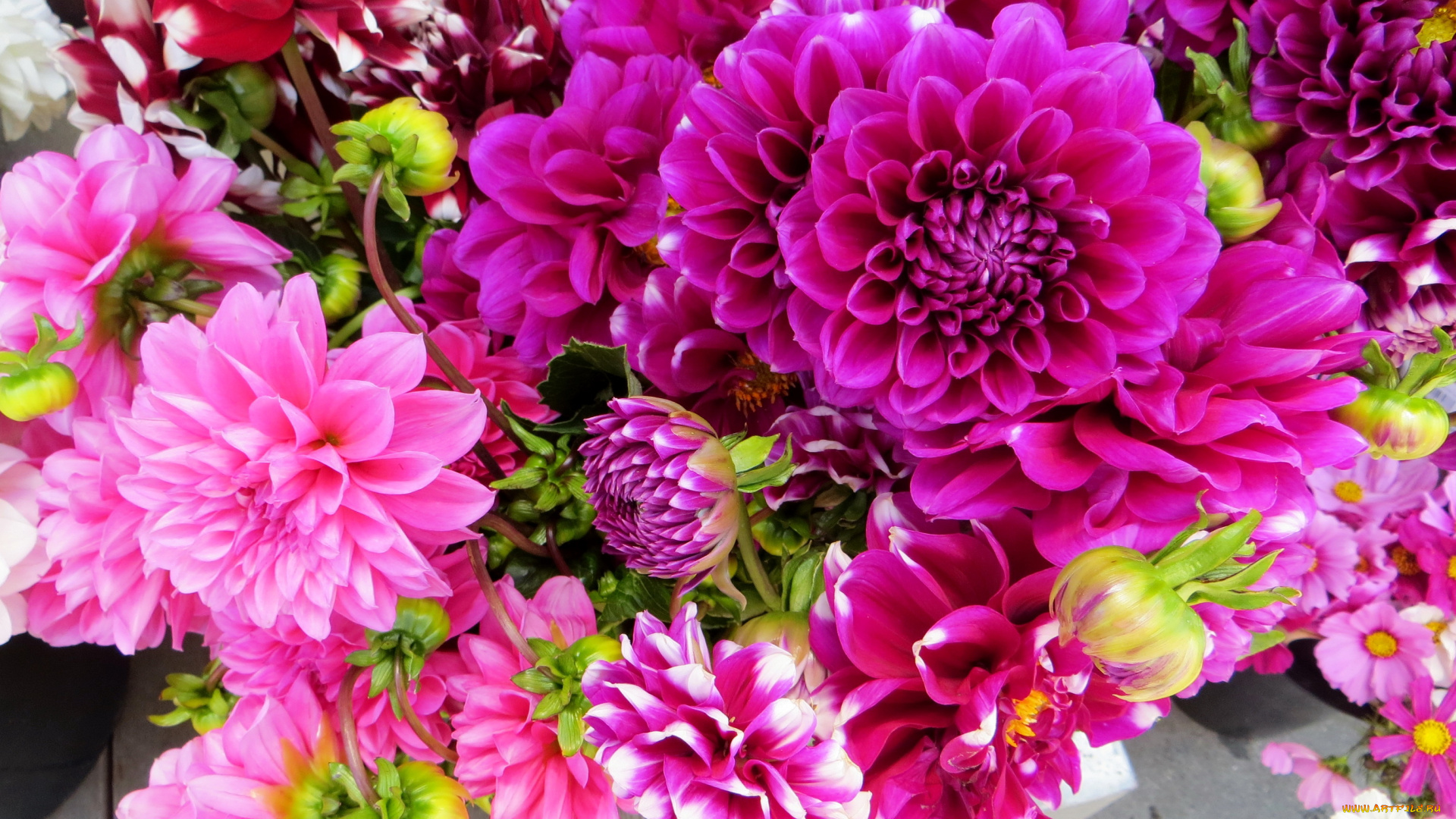 цветы, георгины