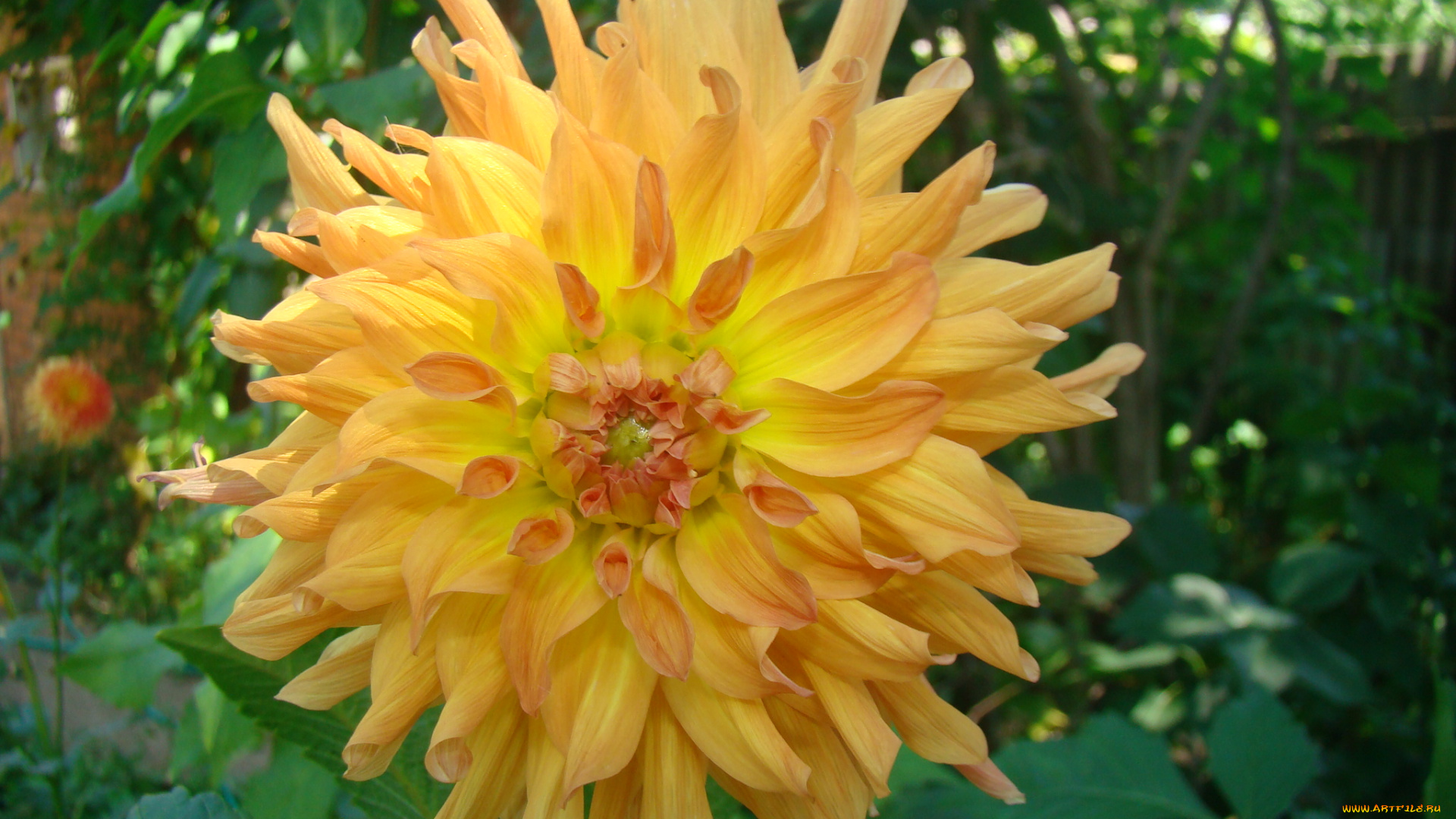 цветы, георгины