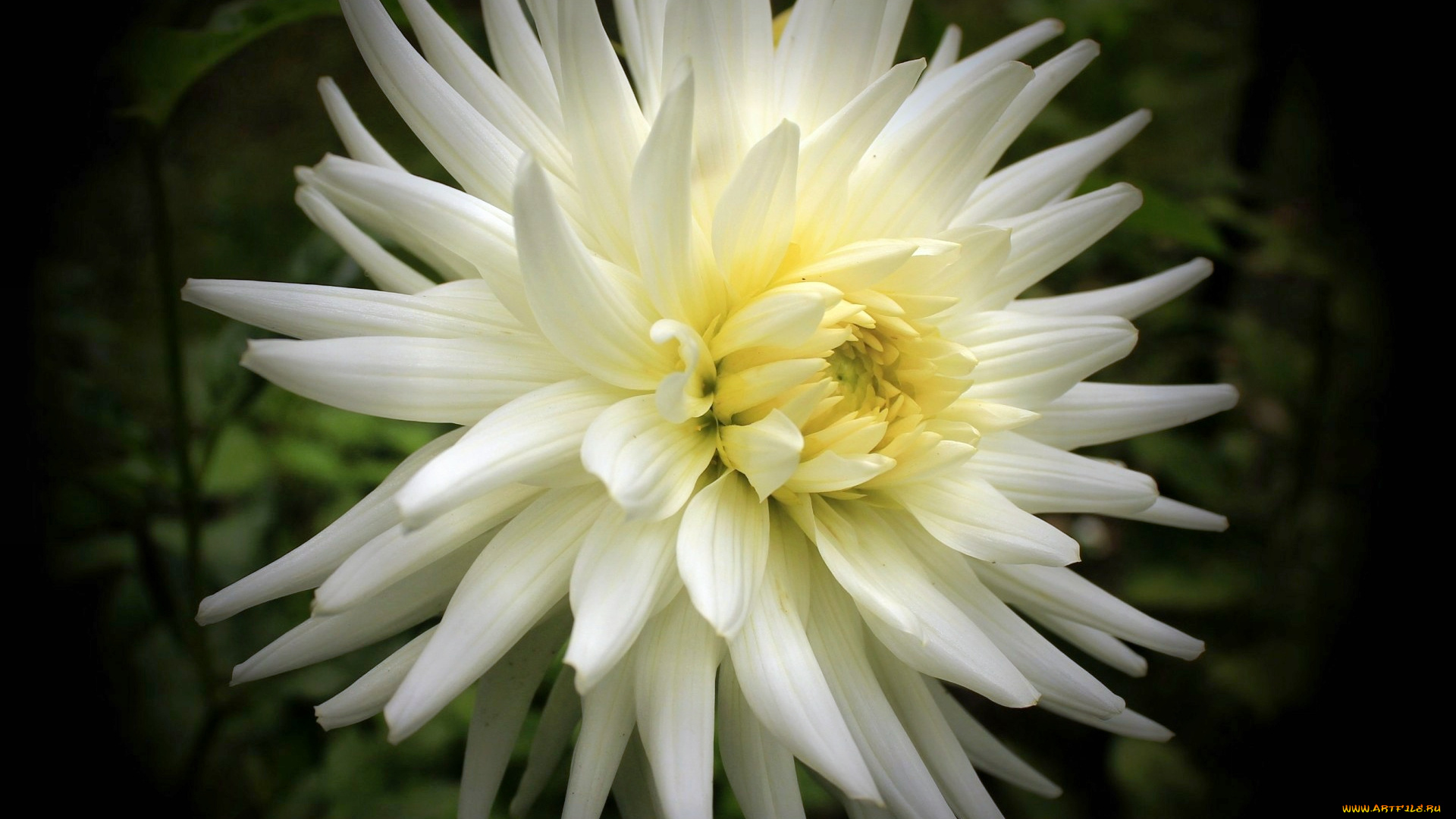 цветы, георгины, цветок, лепестки