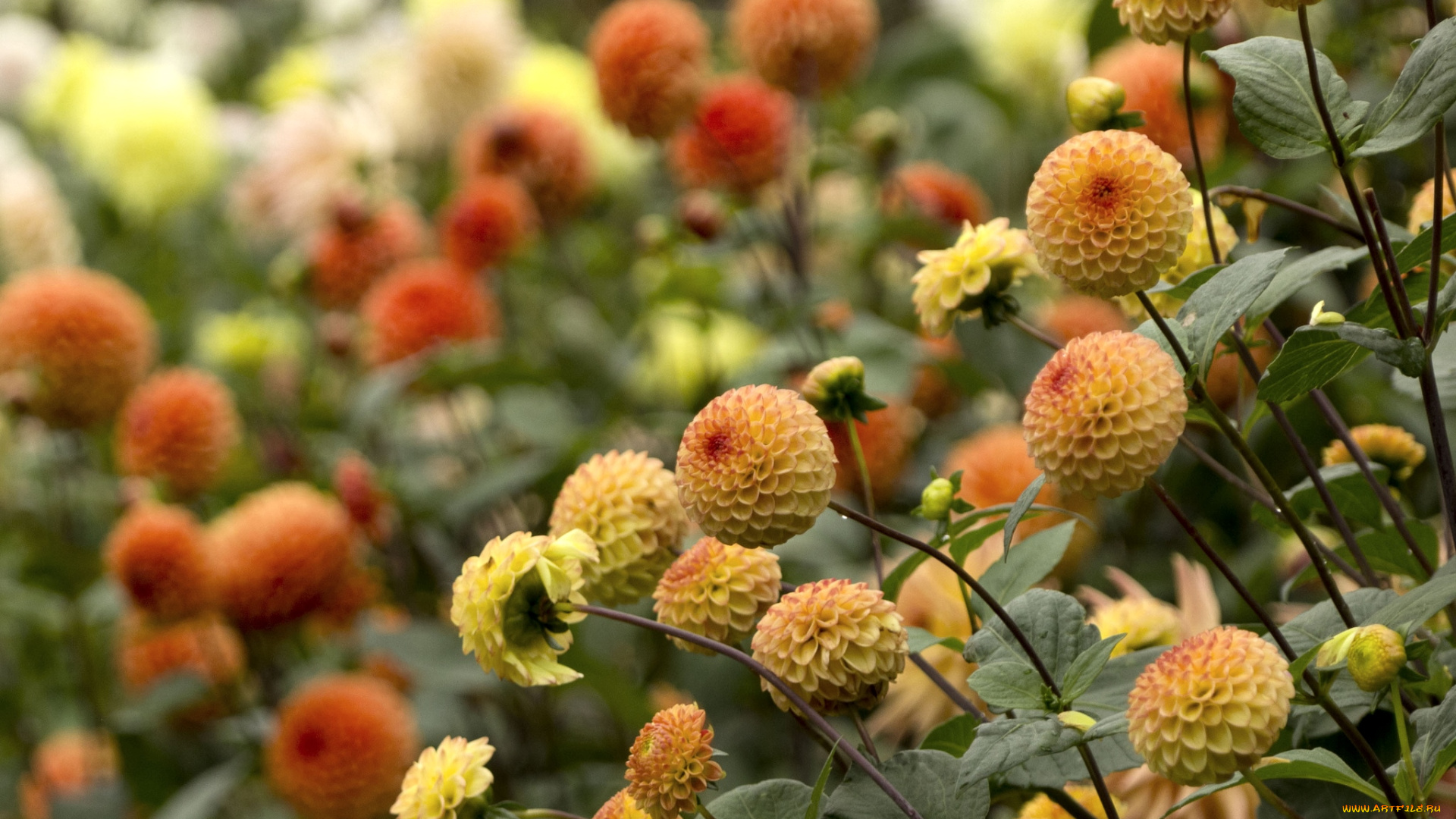 цветы, георгины, оранжевый