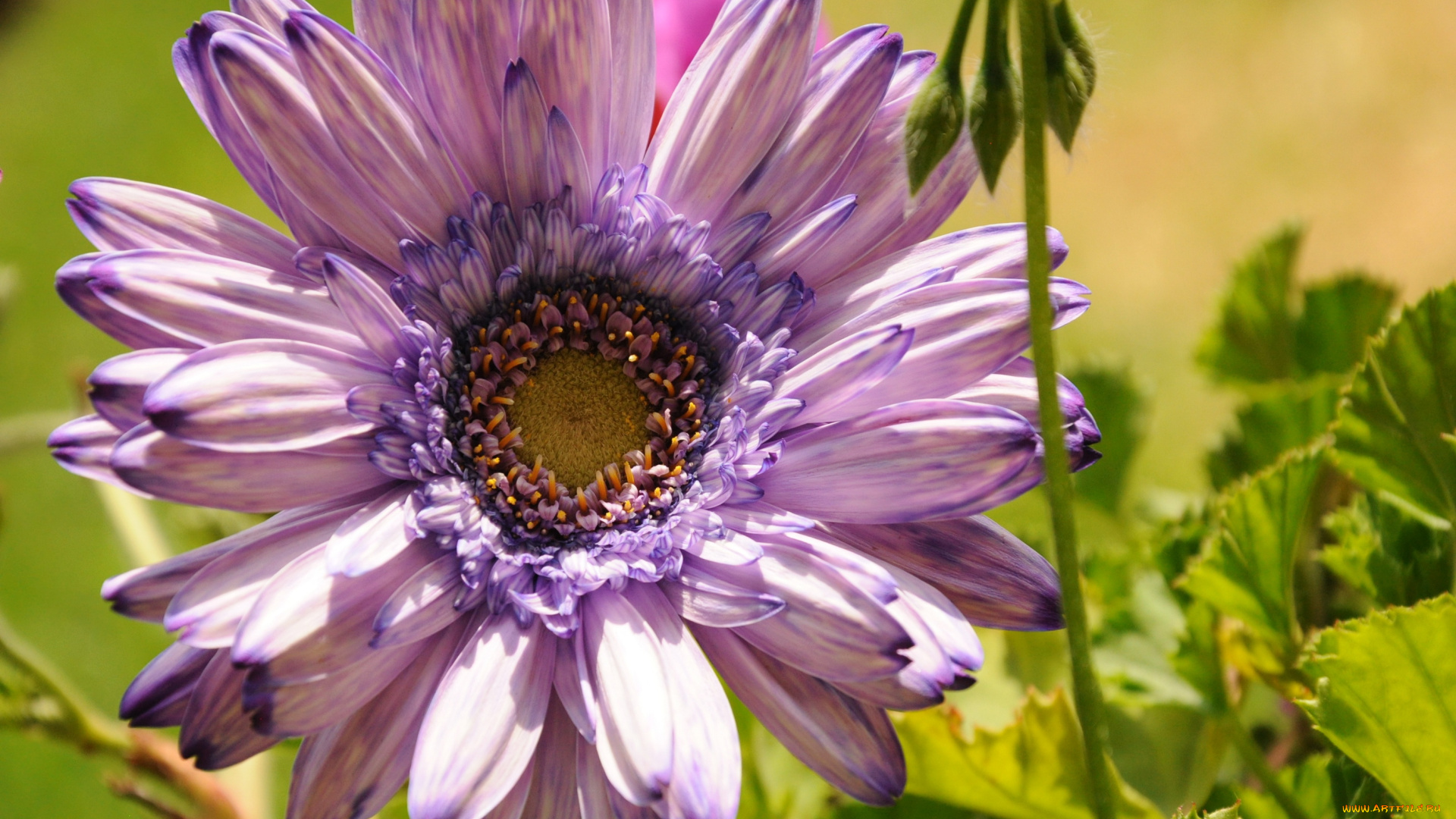 цветы, гиацинты, маргаритки