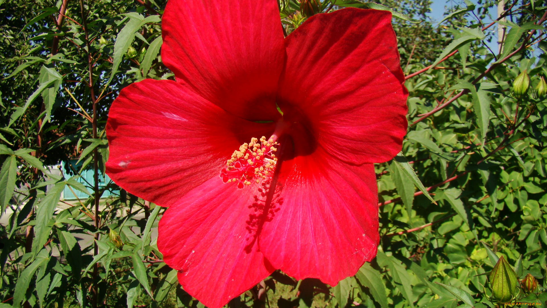 цветы, гибискусы