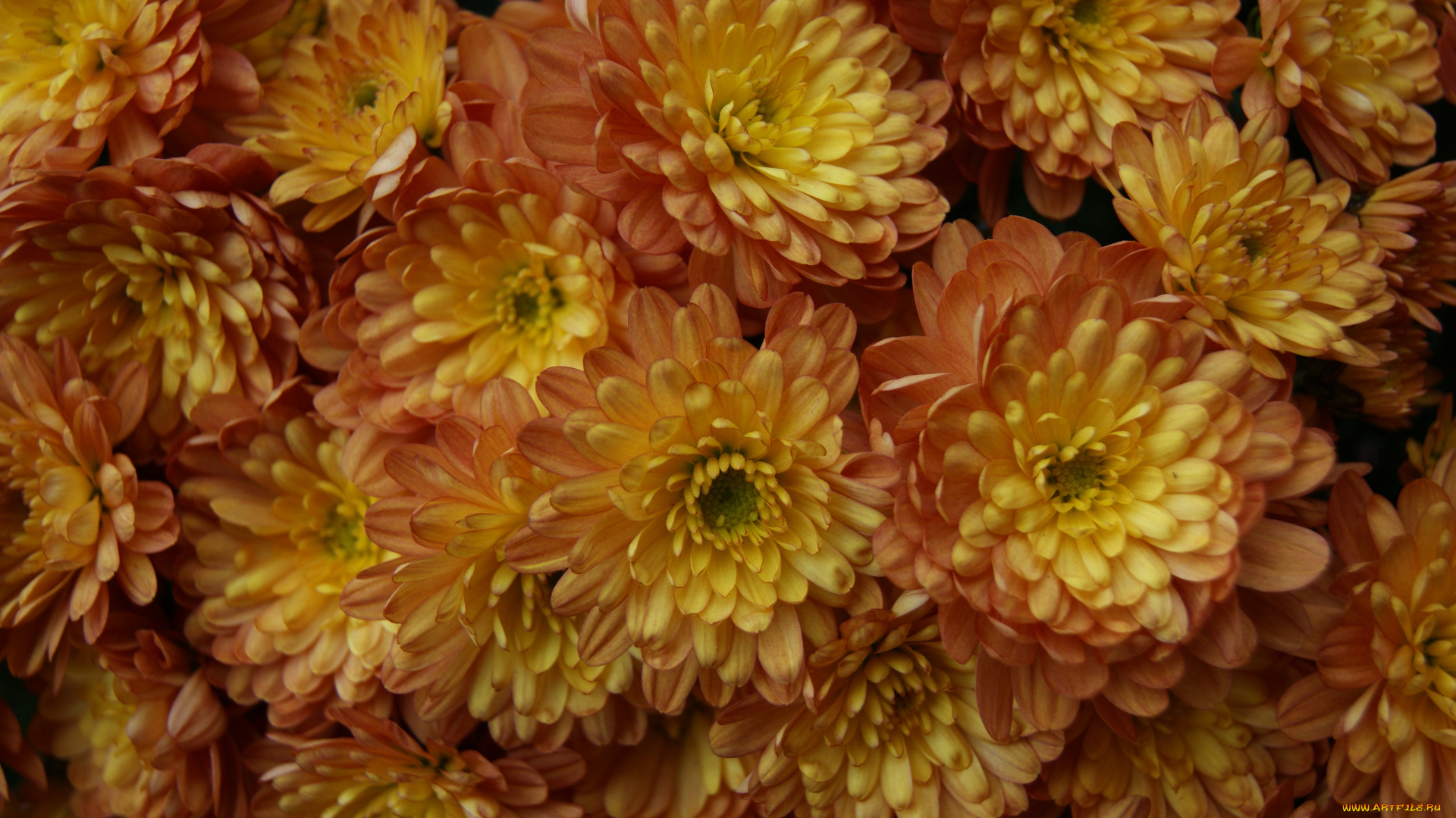 цветы, хризантемы, букет