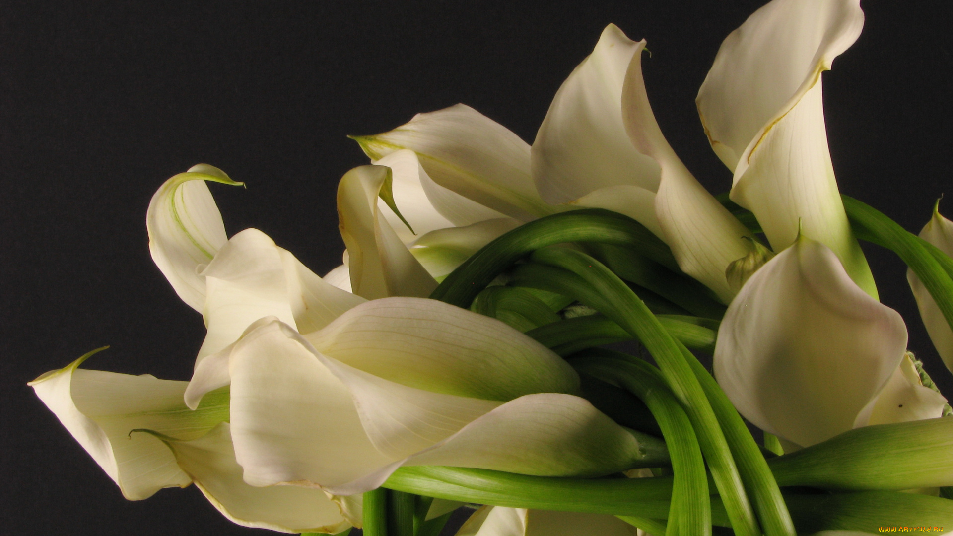 цветы, каллы, букет