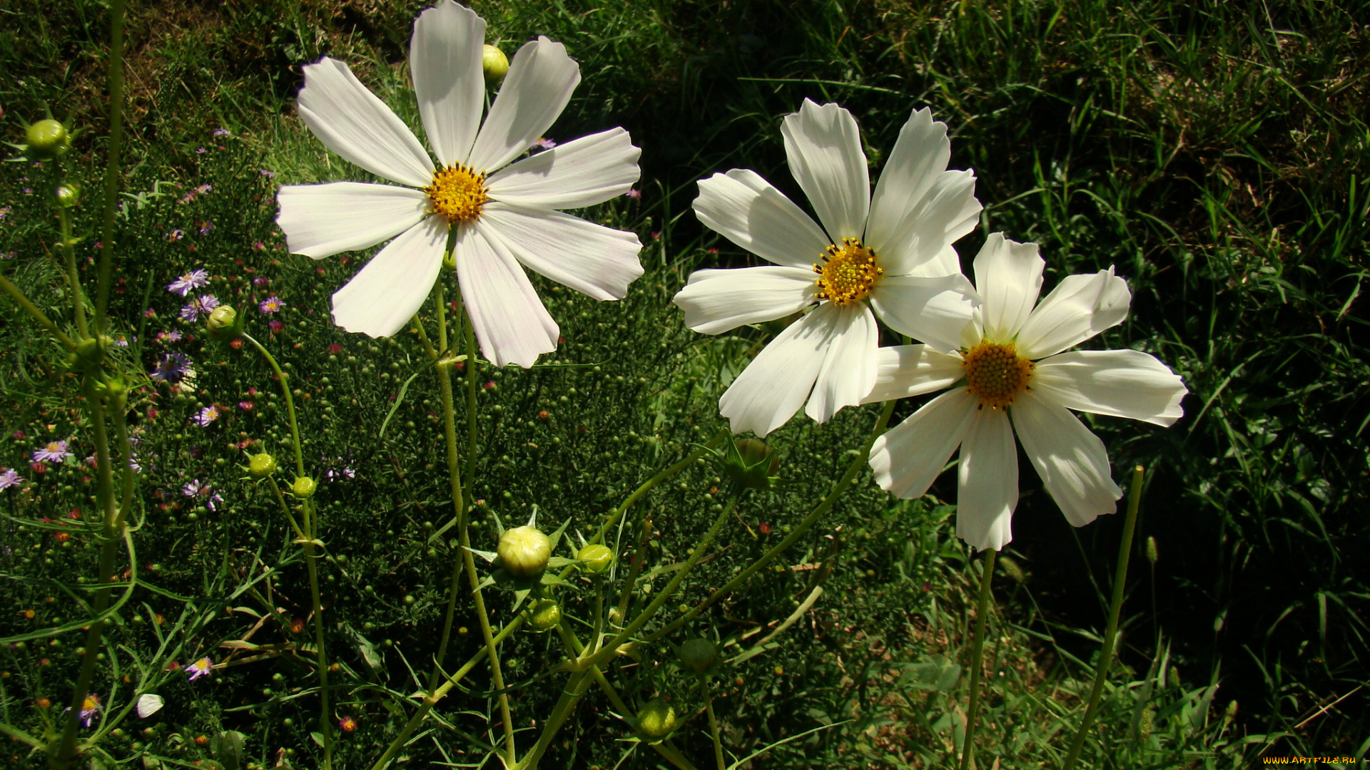 цветы, космея