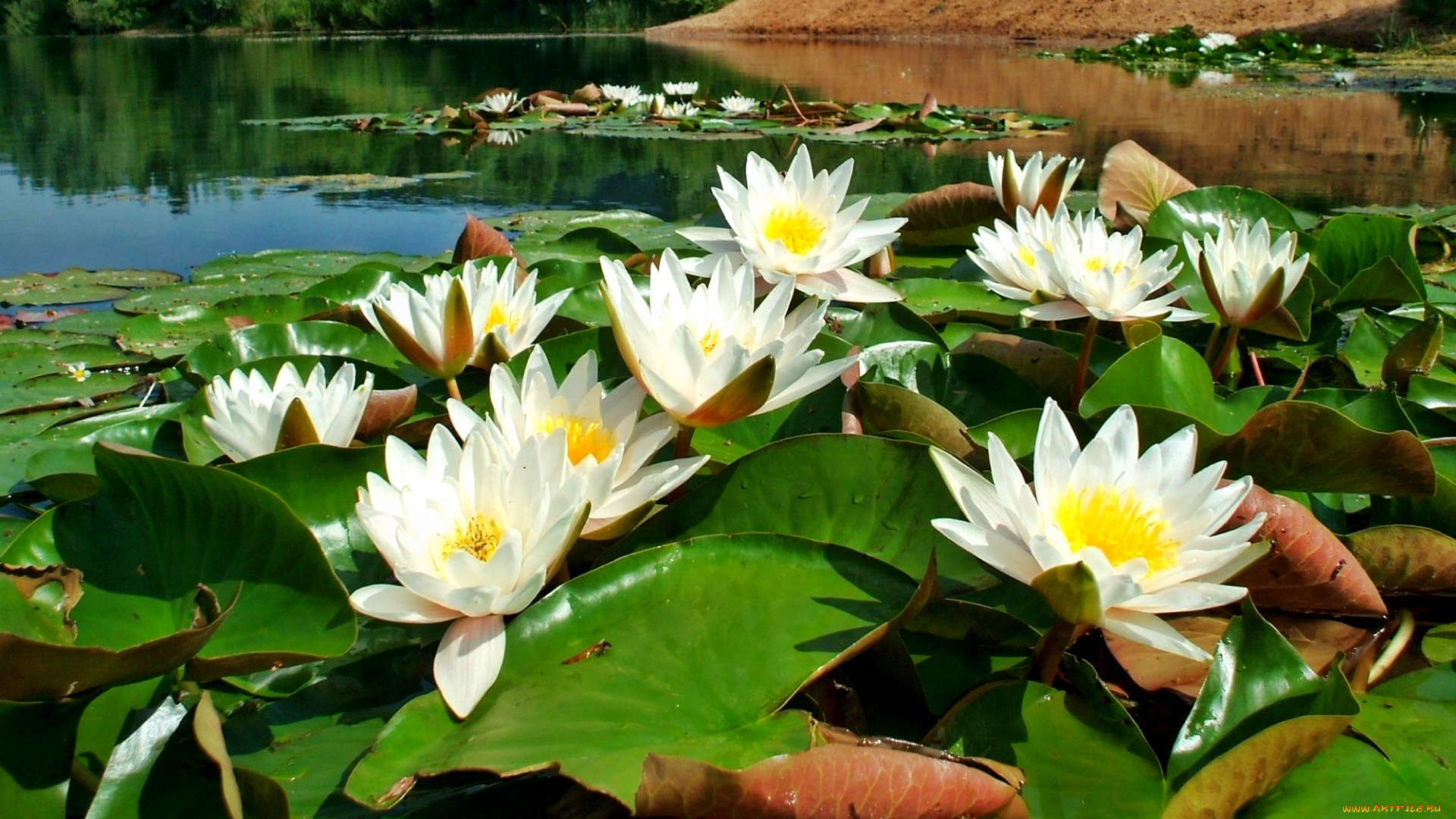 цветы, лилии, водяные, нимфеи, кувшинки, листья, цветки, река