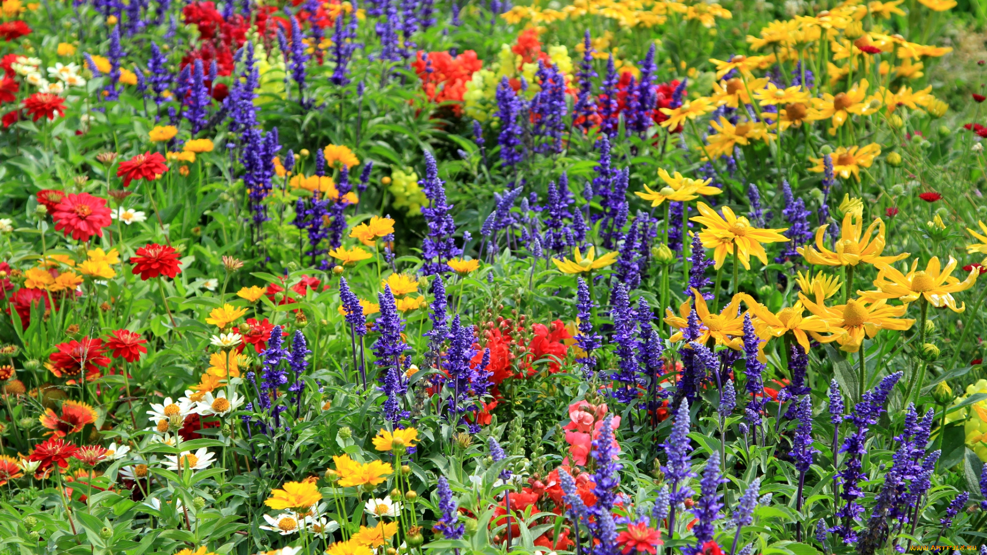 цветы, луговые, полевые, цинния, ромашки, рудбекия