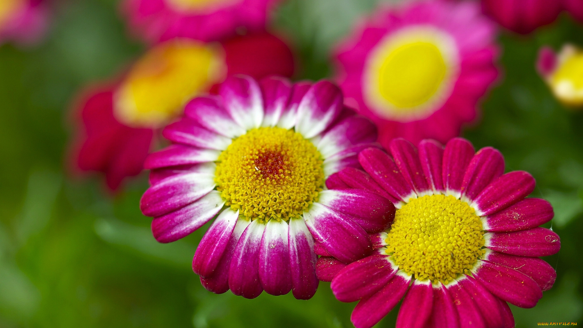 цветы, ромашки, боке, макро