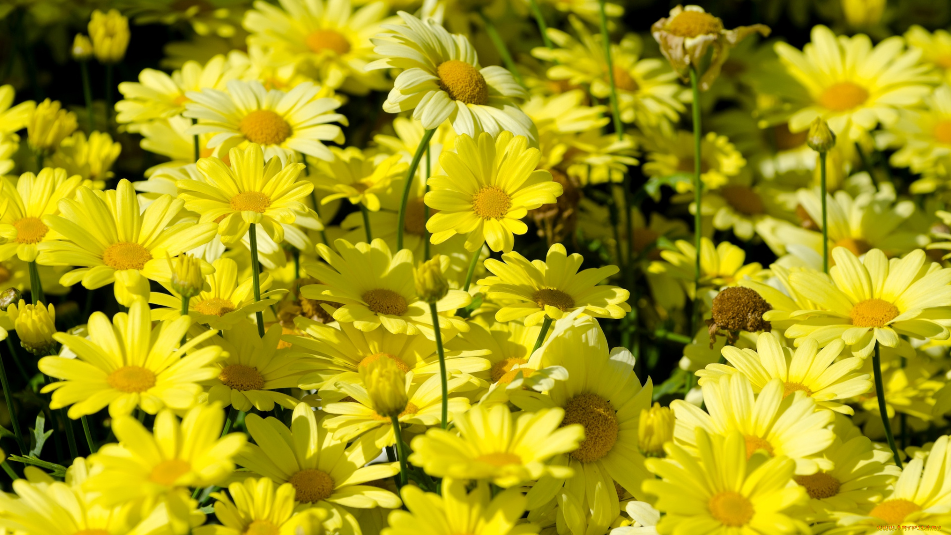 цветы, ромашки, желтый