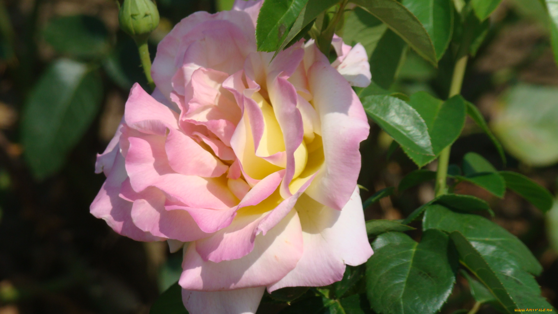 цветы, розы