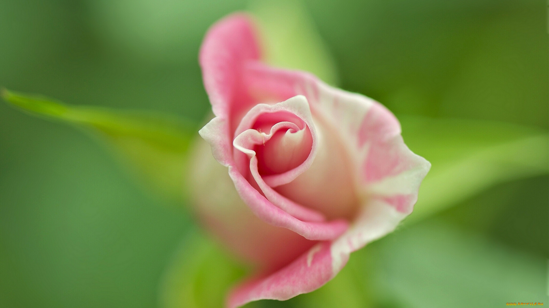 цветы, розы, бутон, боке, макро