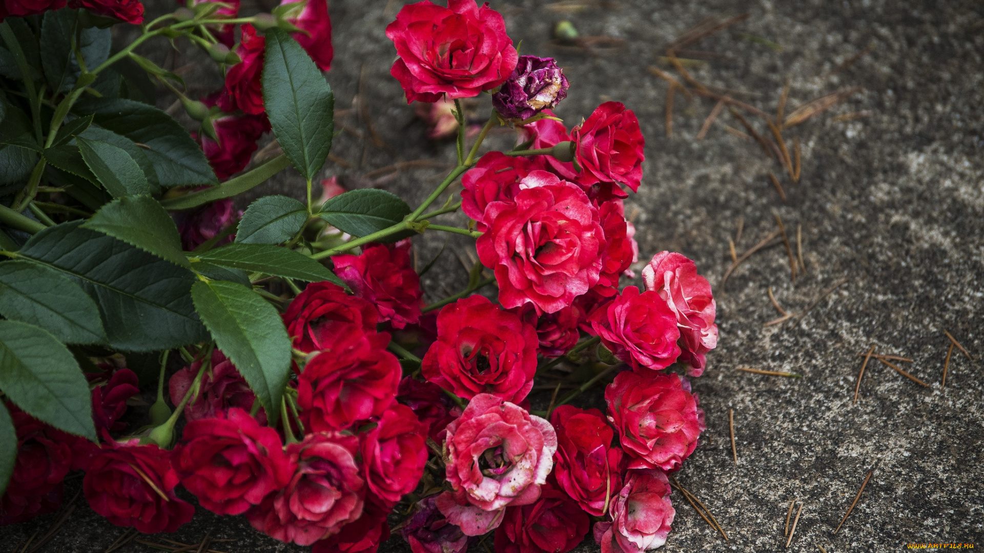 цветы, розы, красный
