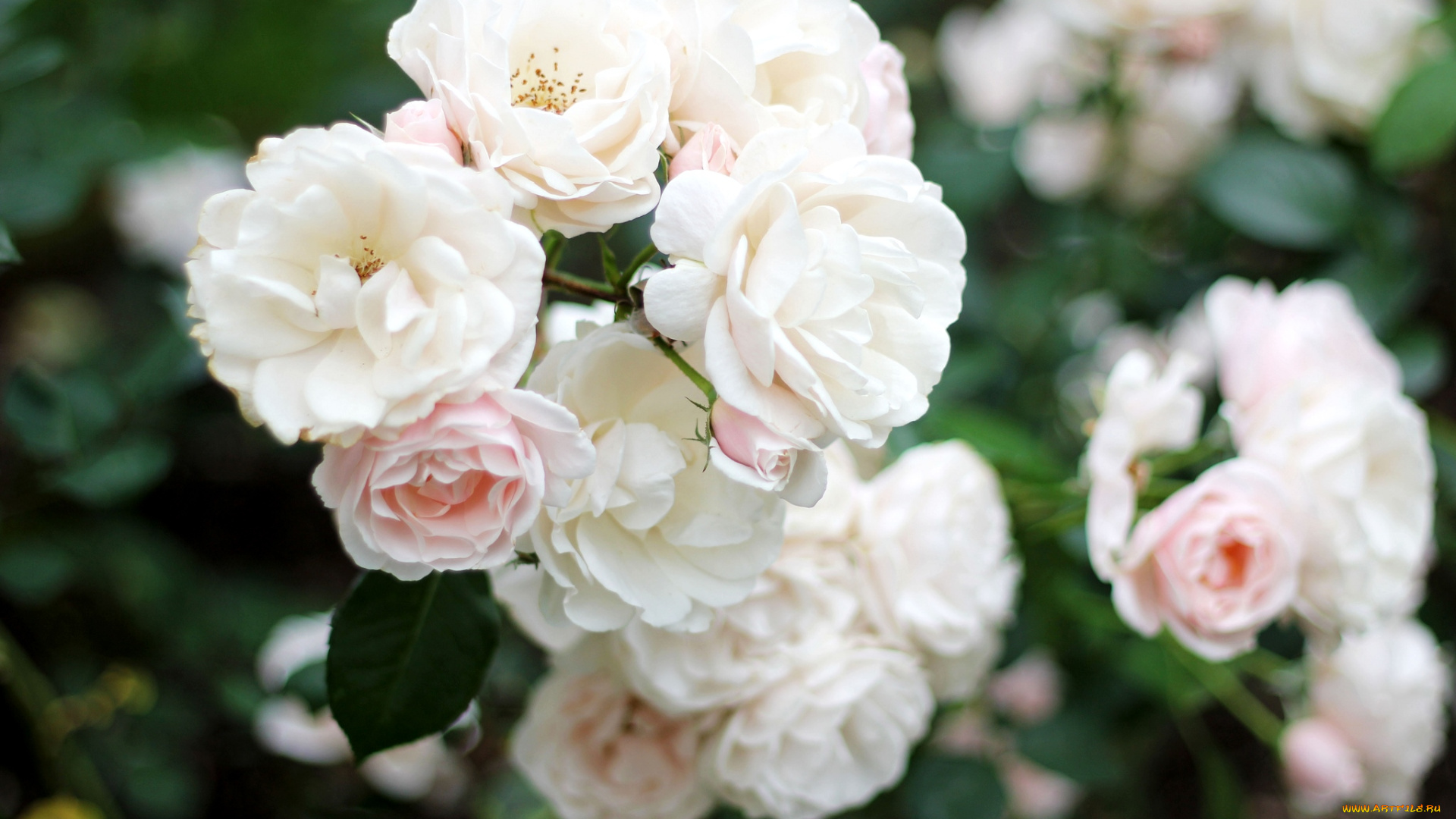 цветы, розы, куст