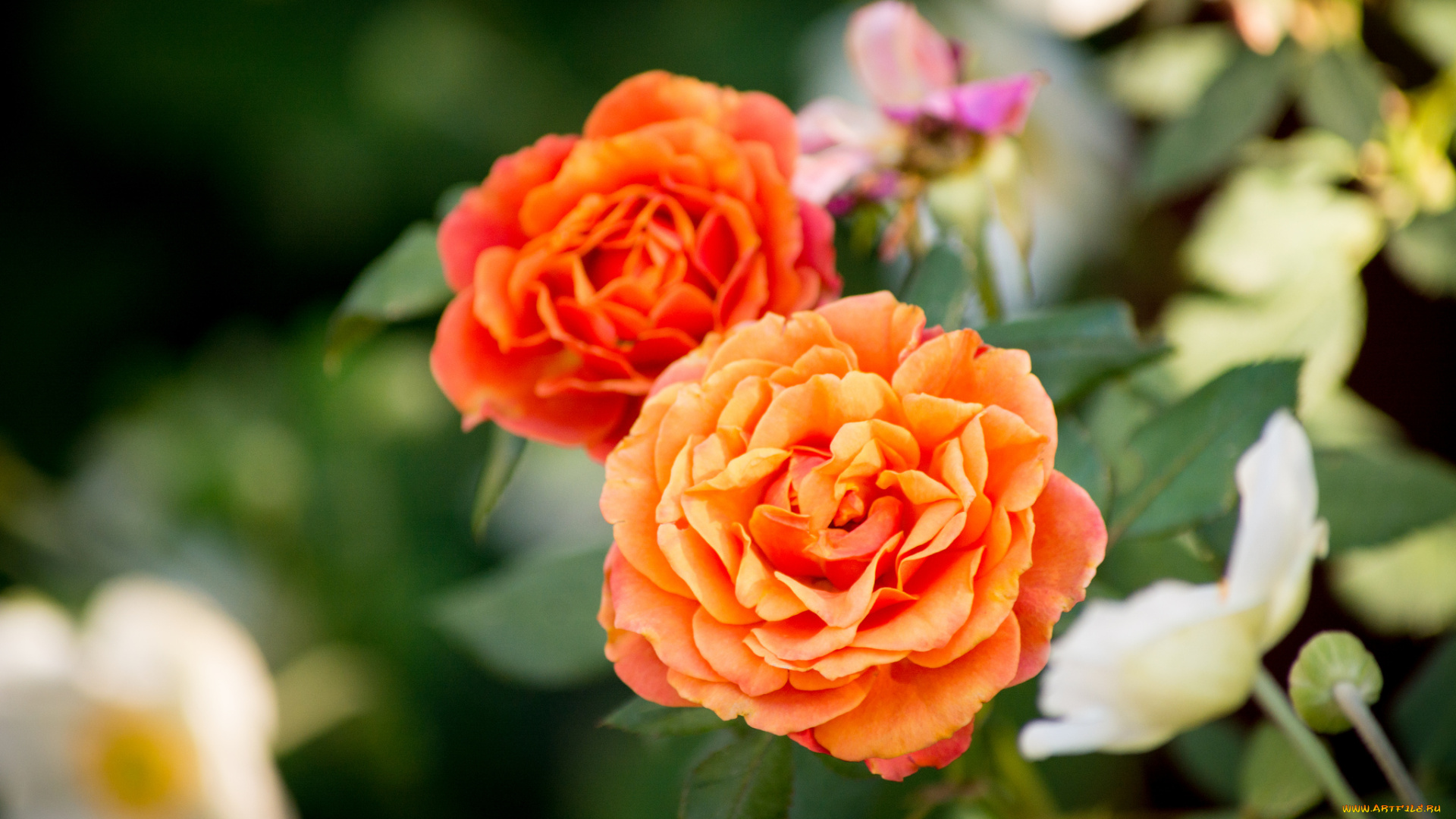 цветы, розы, макро, боке