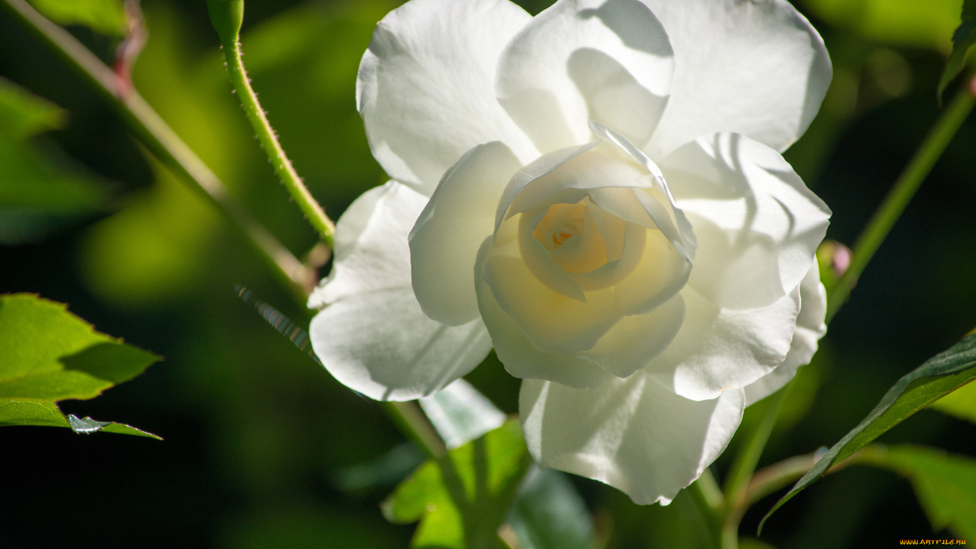 цветы, розы, макро, лепестки, бутон, белая, роза