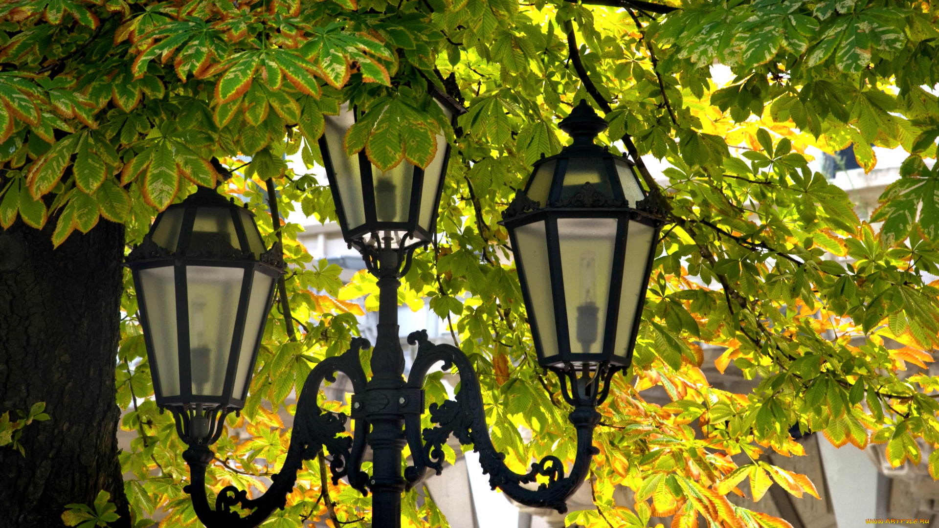 разное, осветительные, приборы, каштан, фонарь