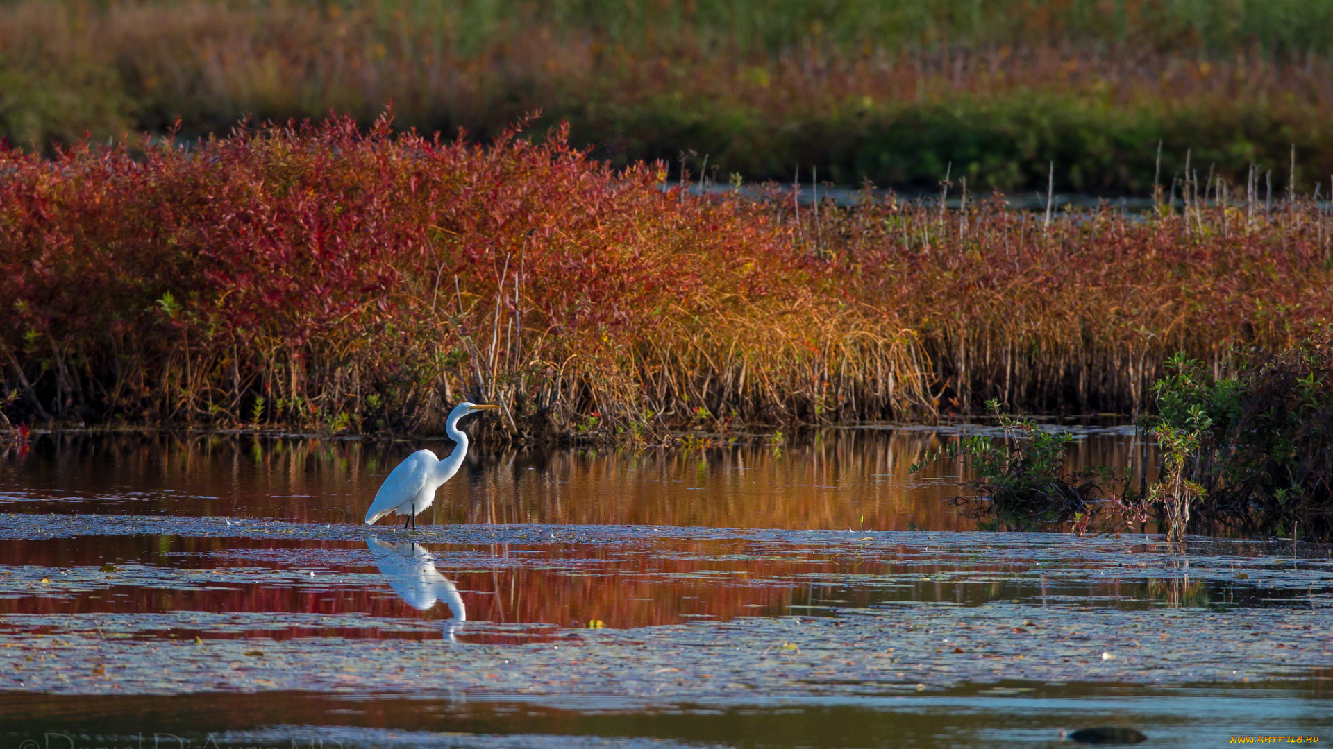 животные, цапли, осень, вода