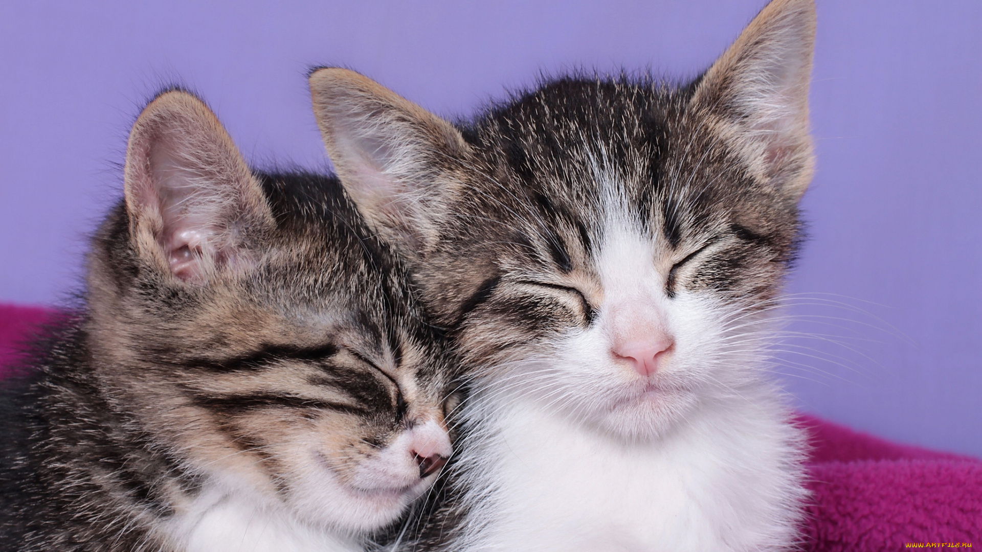 животные, коты, котята