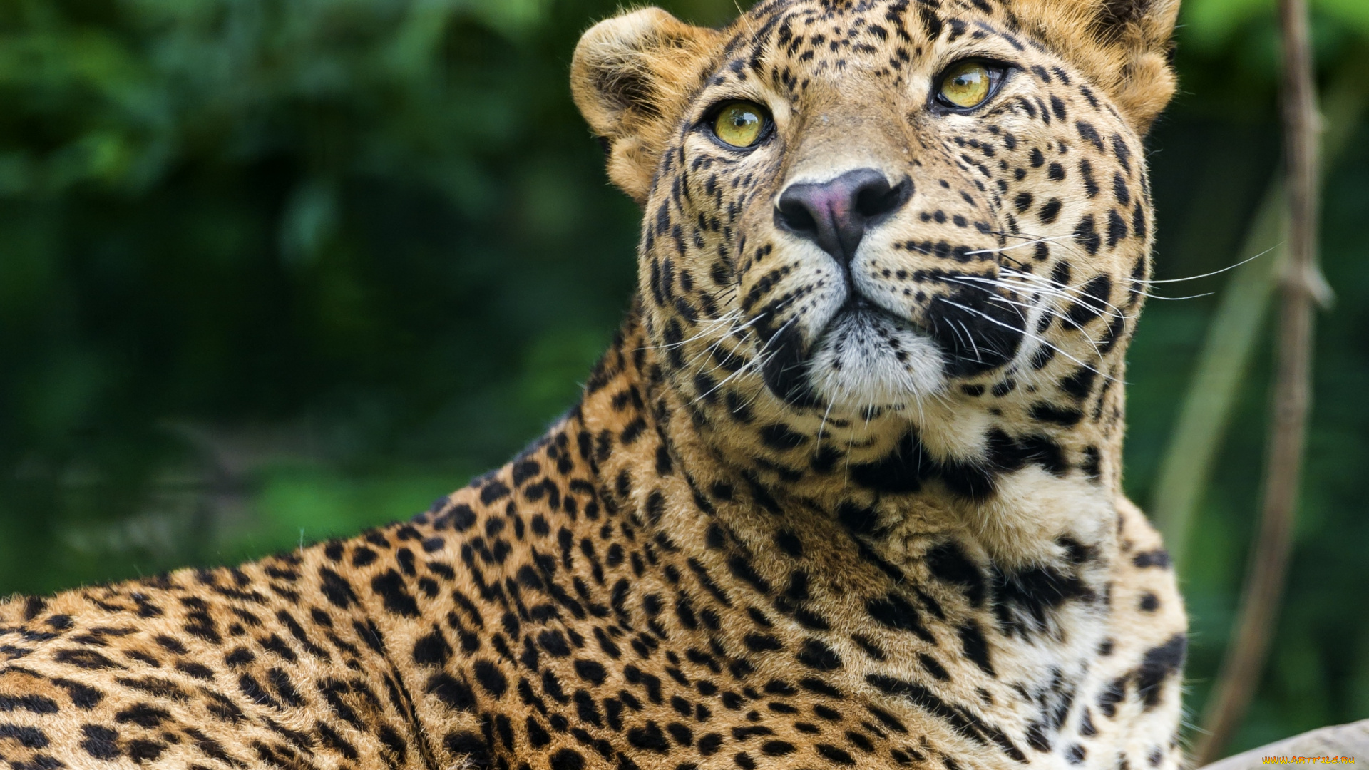 животные, леопарды, кошка