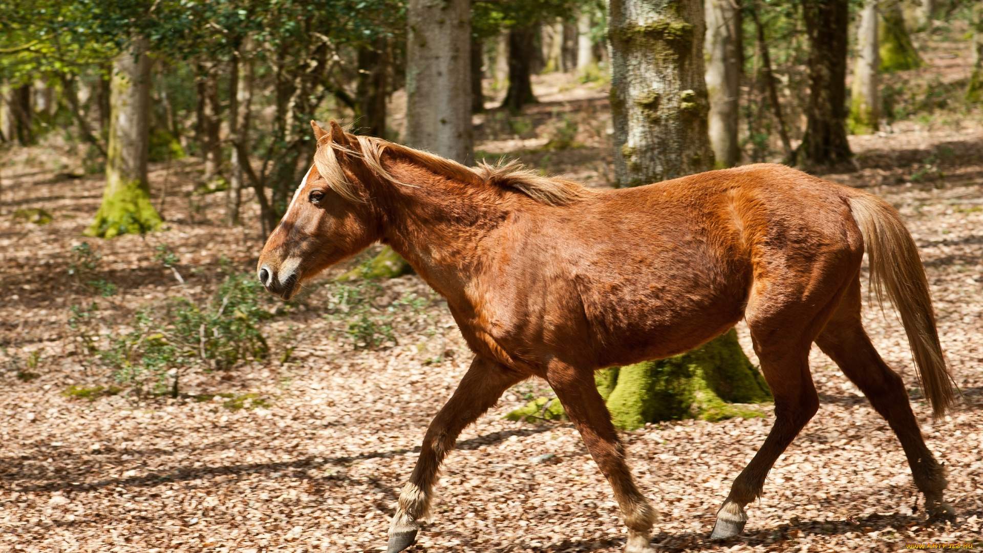животные, лошади, рыжая, лошадь, бег, лес