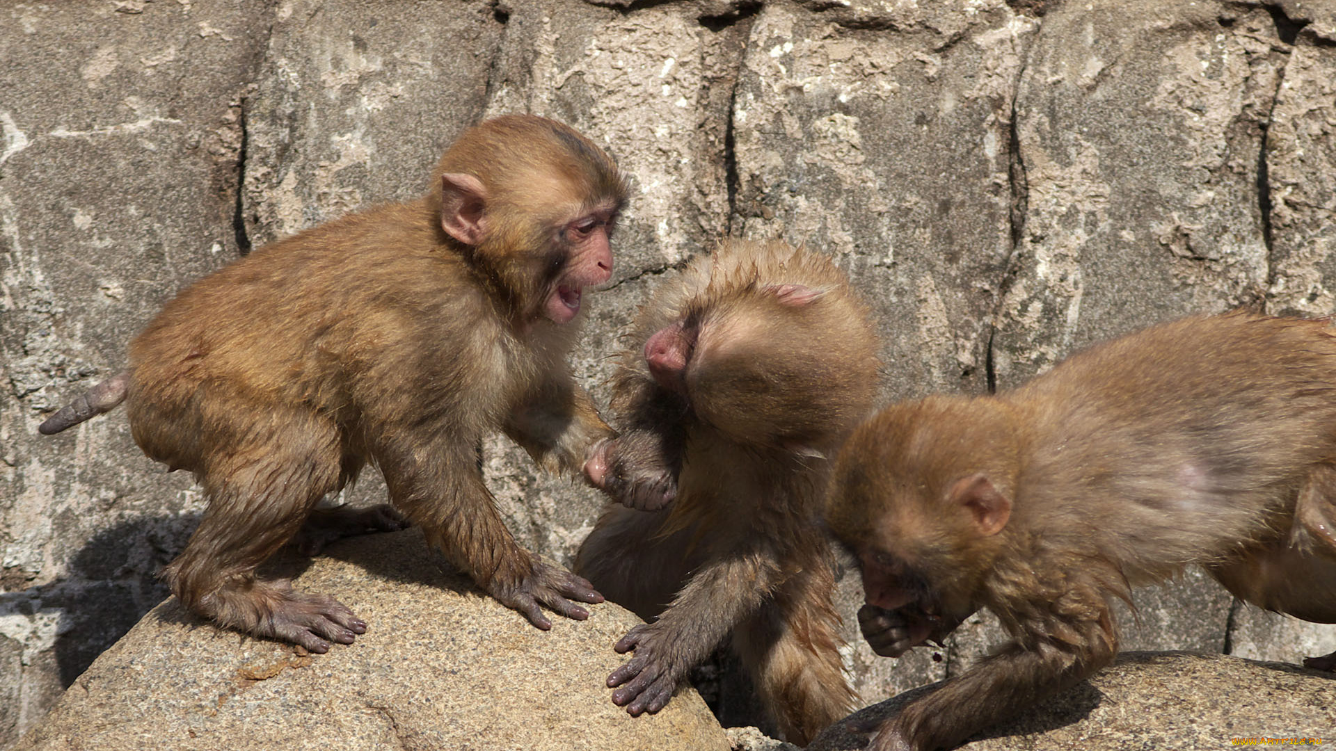 животные, обезьяны, обезьянки