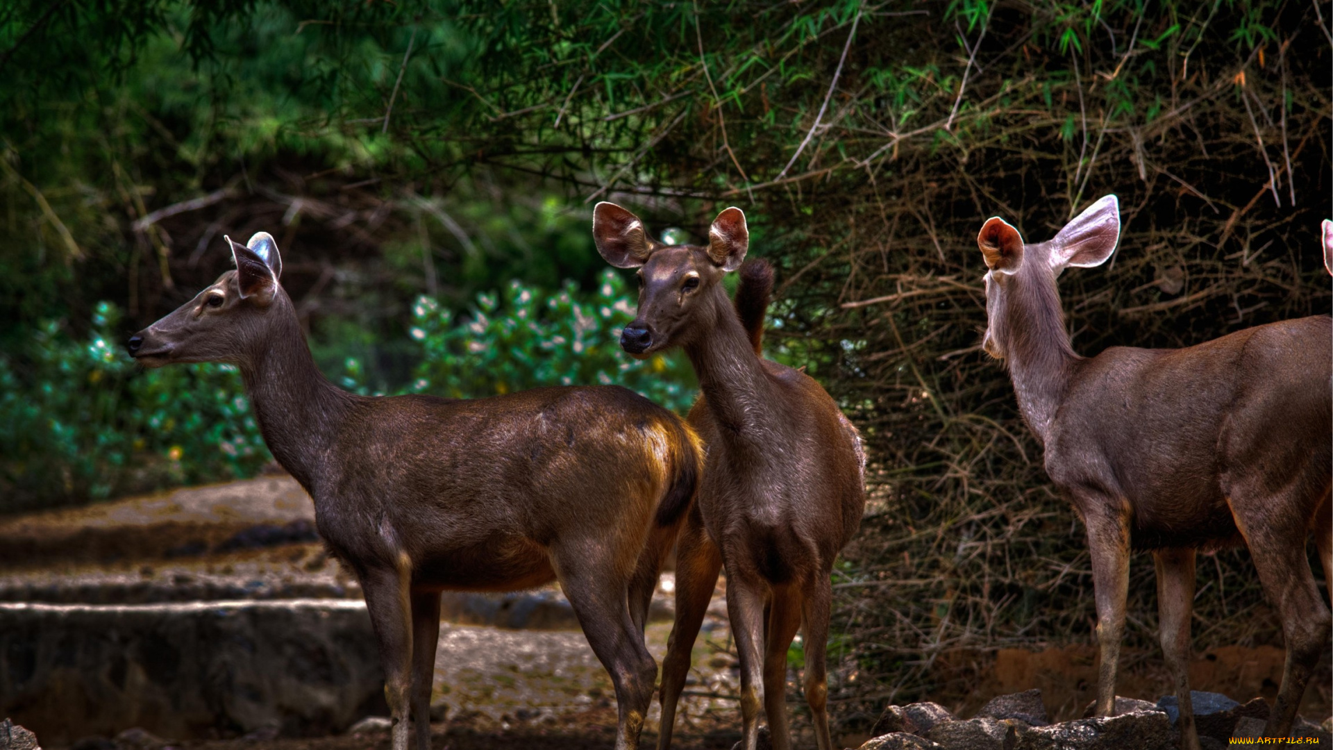 животные, олени, настороженность, лес