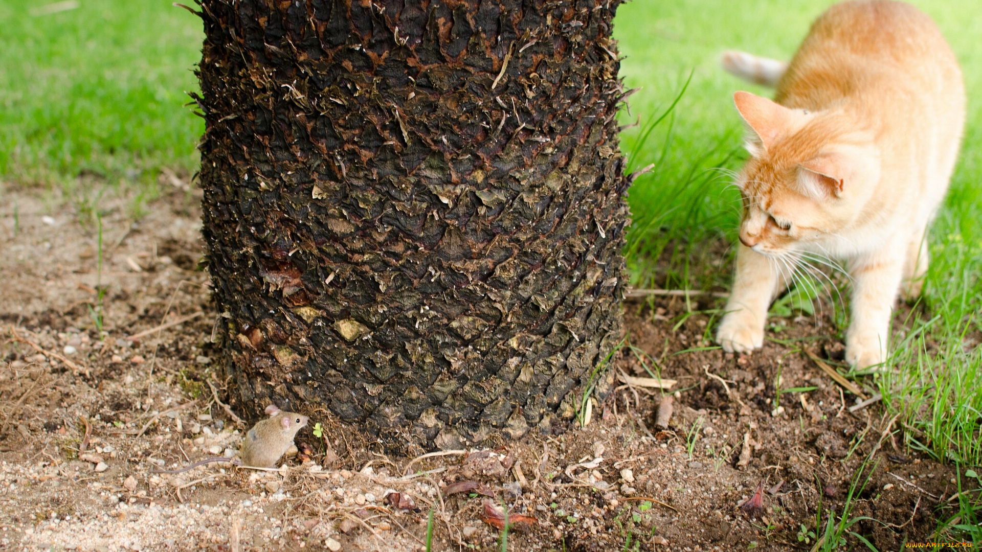 животные, разные, вместе, знакомство, встреча, мышка, котёнок