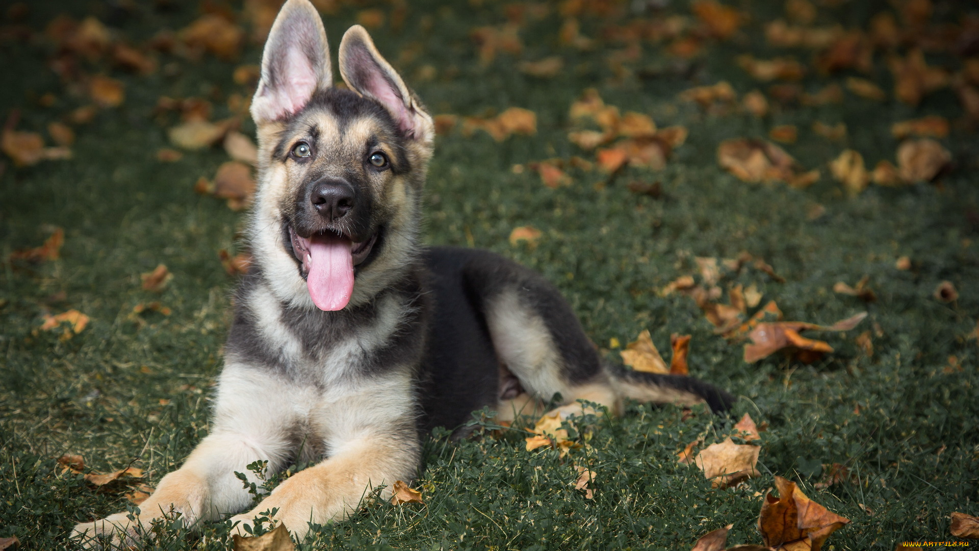 животные, собаки, fosterling, dog, german, shepherd