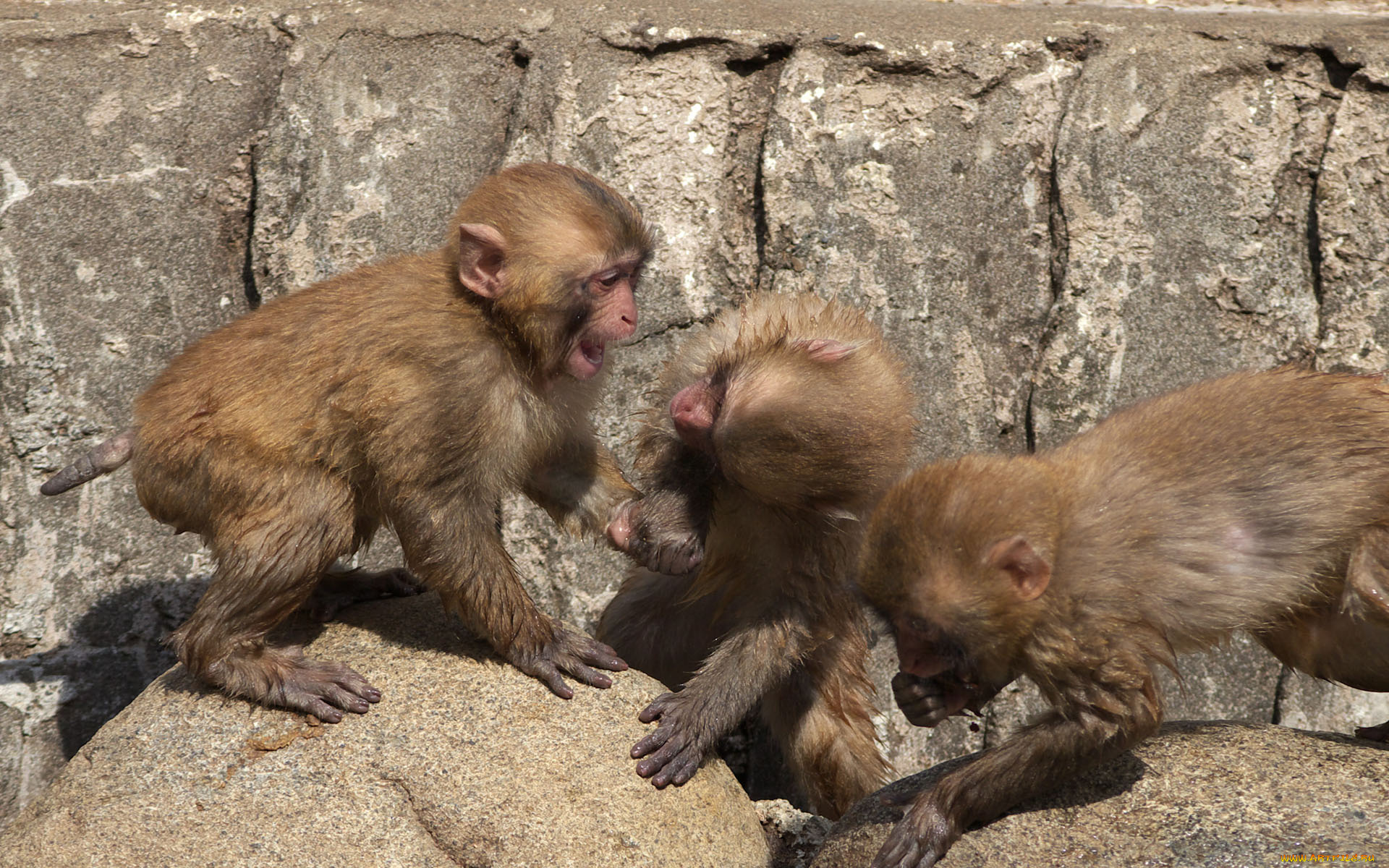 животные, обезьяны, обезьянки