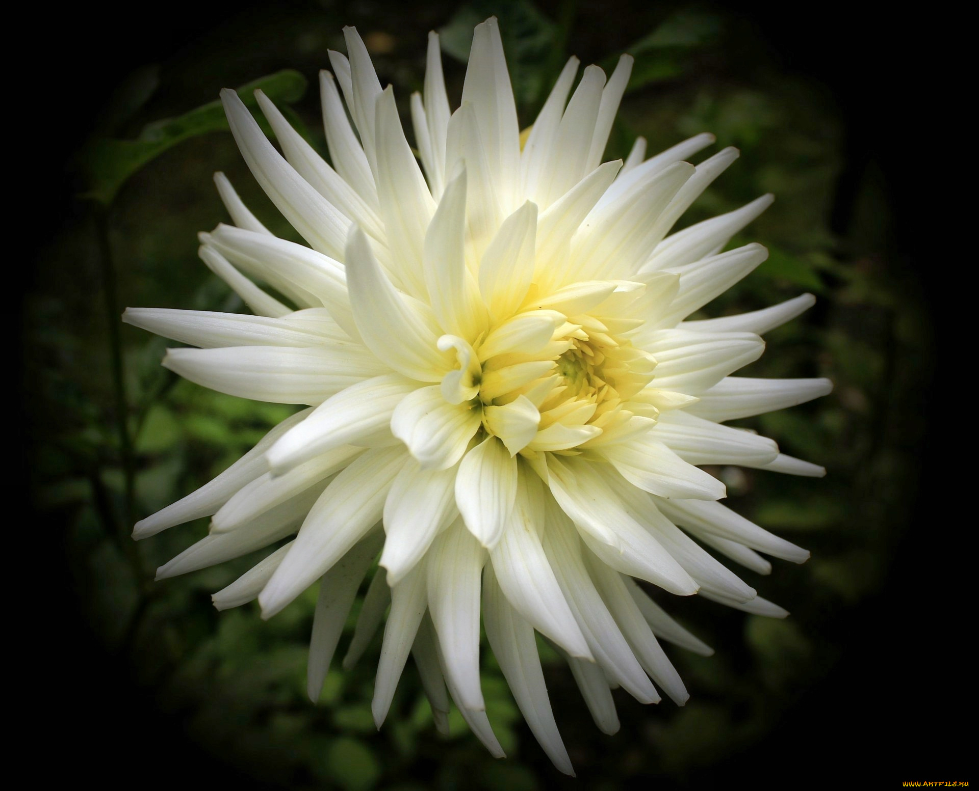 цветы, георгины, цветок, лепестки