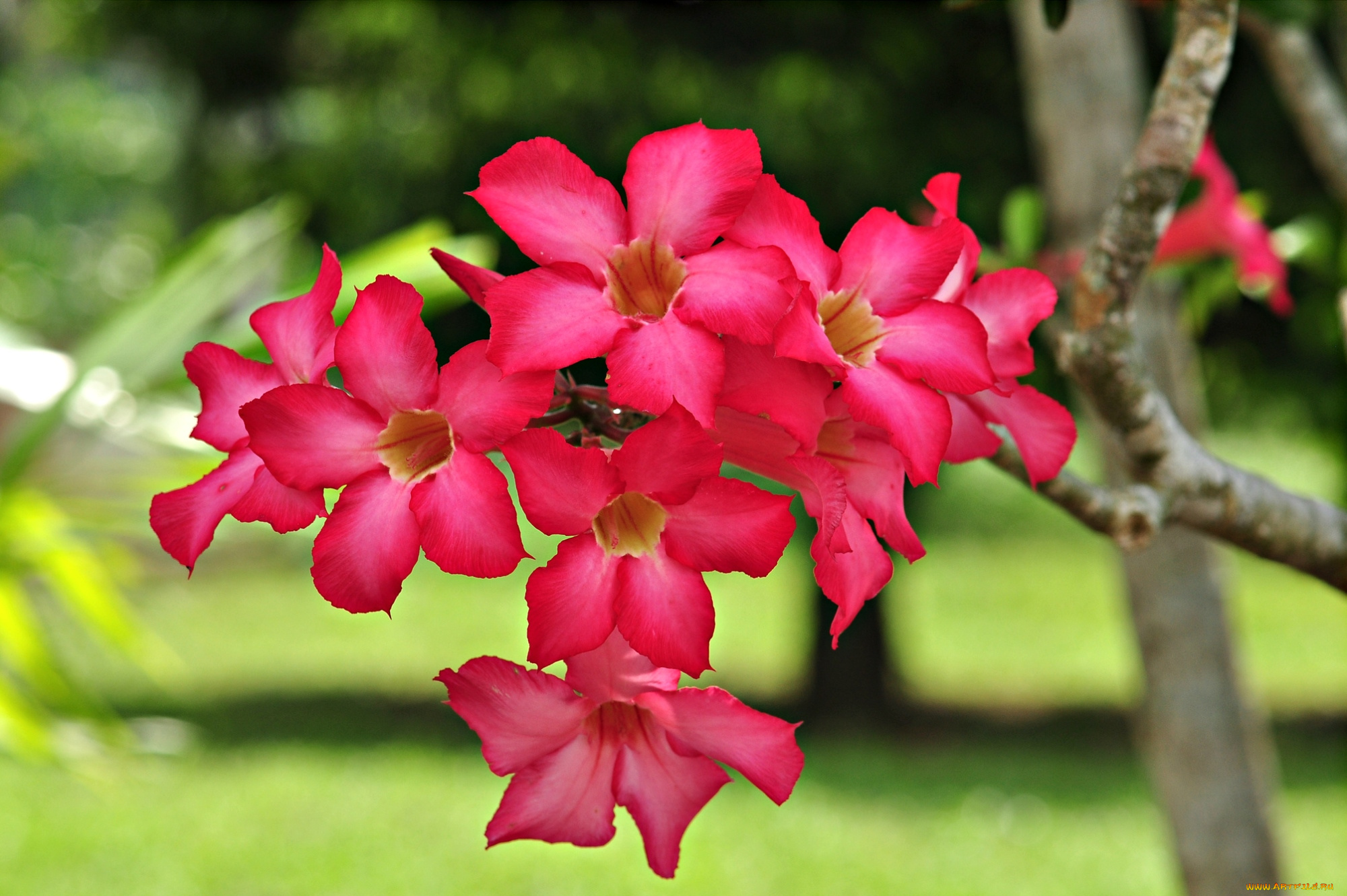 цветы, адениум, пустынная, роза